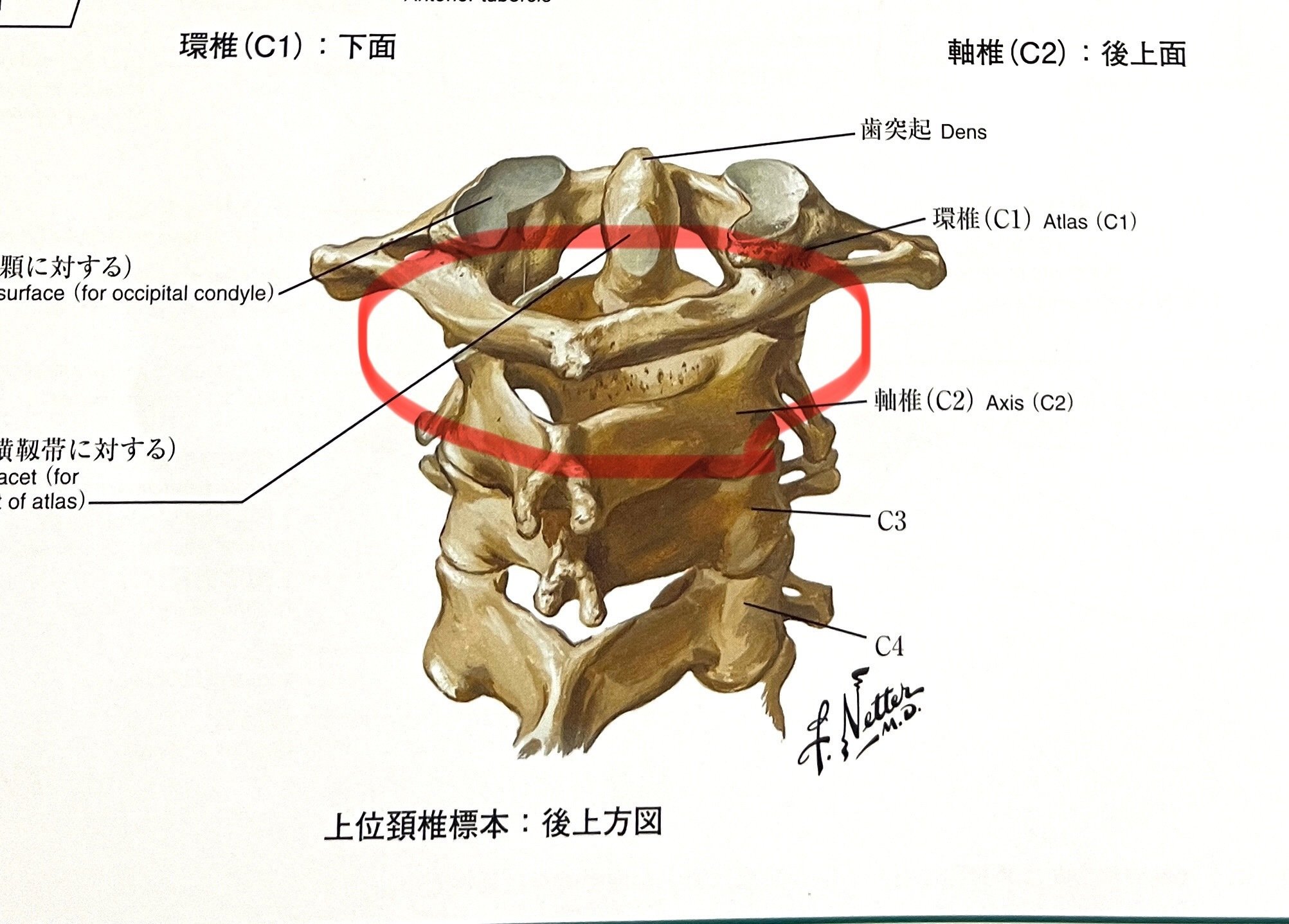 脳振盪への理解を深める必須知識：頭頸部の解剖学③＜上位頚椎周辺の