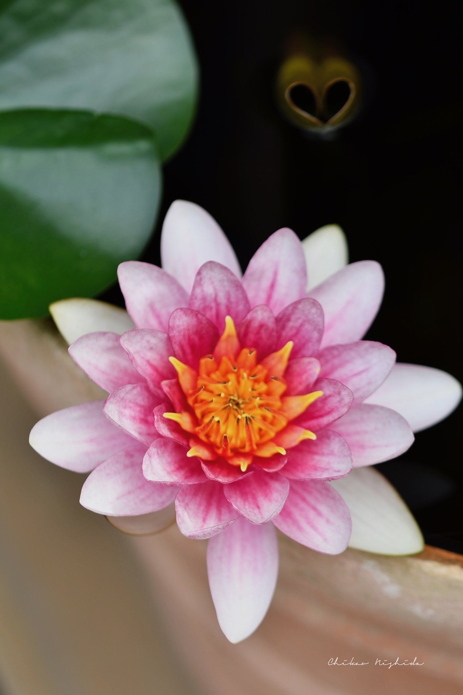 睡蓮の花、艶やかに・・・｜西田親生