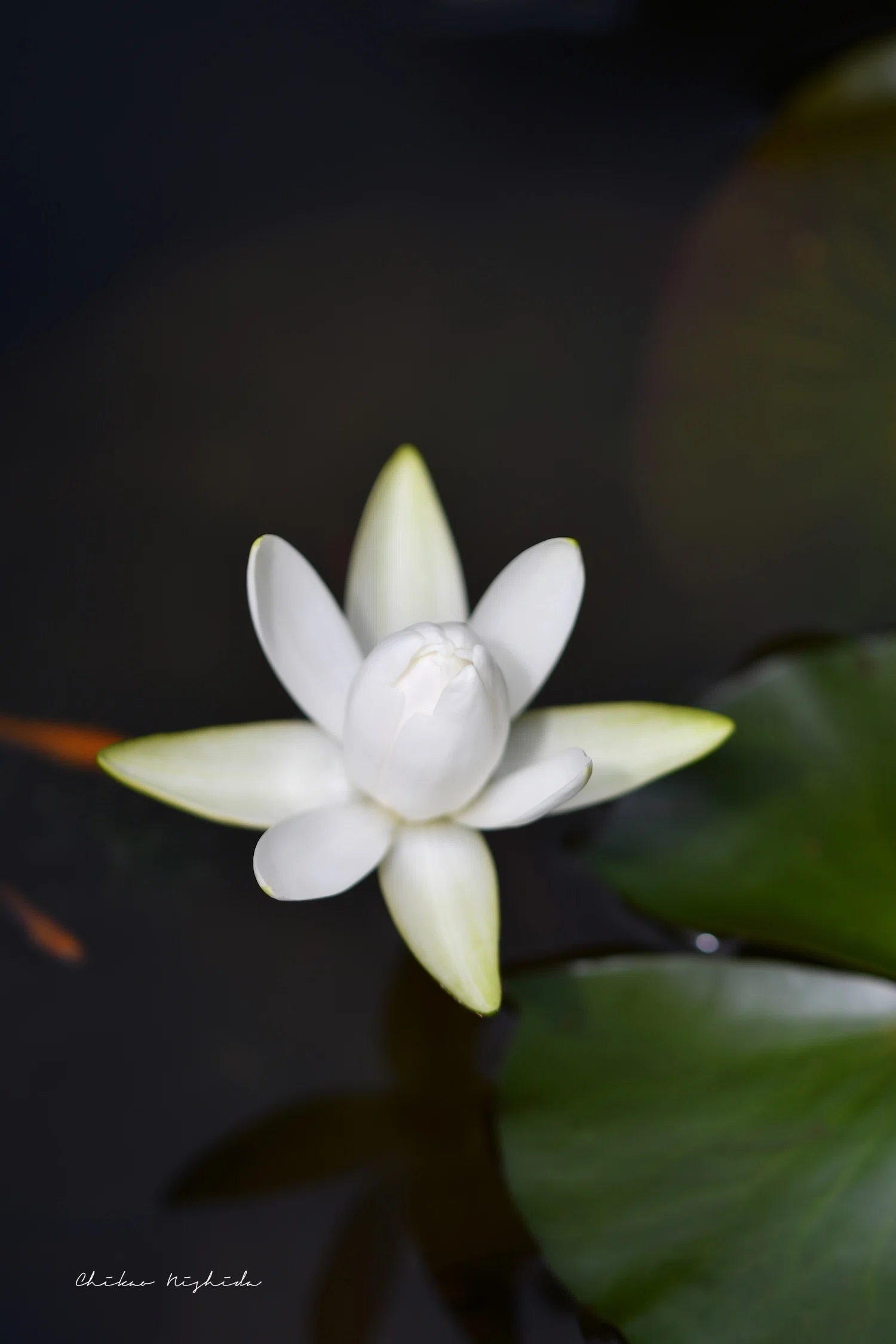 睡蓮の花、艶やかに・・・｜西田親生