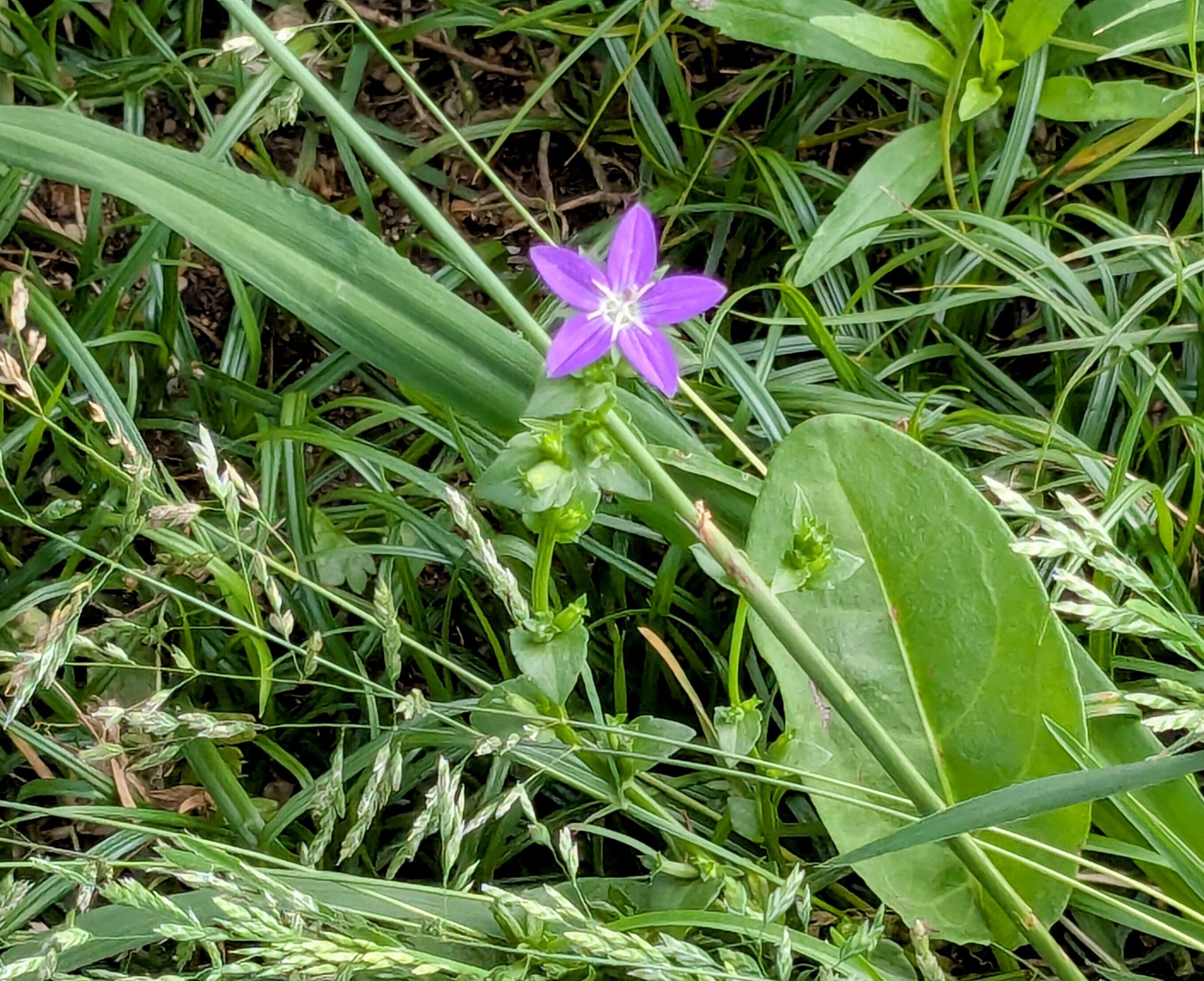 動く雑草 Amazon.co.jp: 新版 形とくらしの雑草図鑑: 見分ける、身近な300種