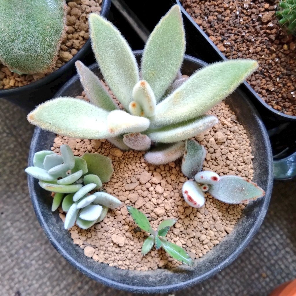 多肉植物 カランコエ もふもふ兎シリーズ♡ チョコロウル 抜き苗 多肉植物 カランコエ もふもふ兎シリーズ♡ チョコロウル 抜き苗 点兎