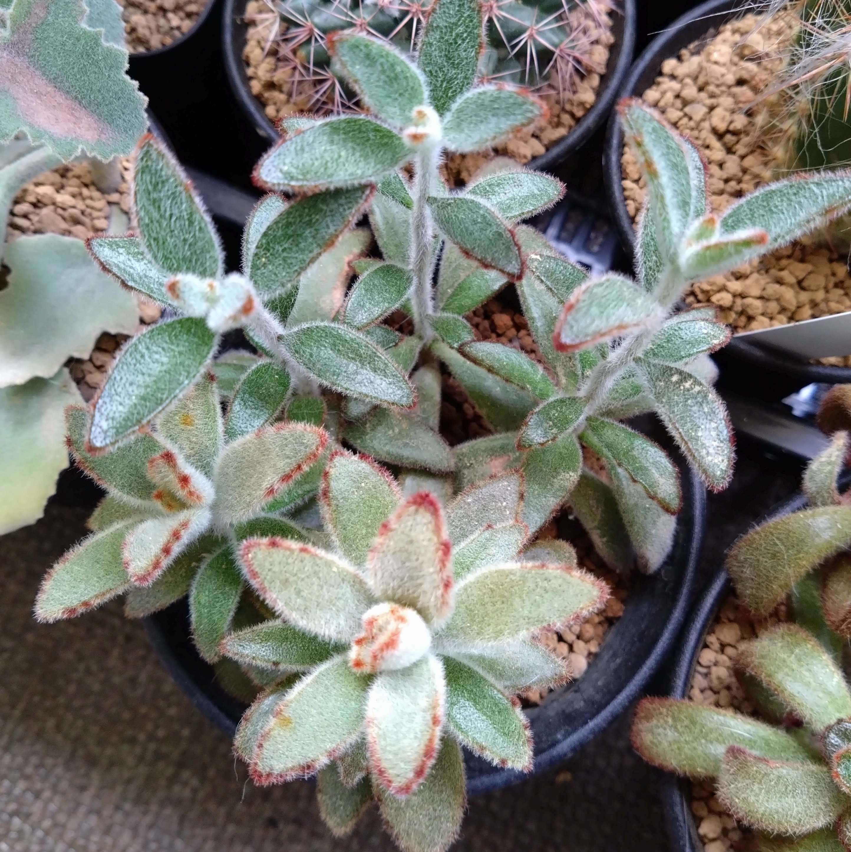 多肉植物 カランコエ もふもふ兎シリーズ♡ チョコロウル 抜き苗