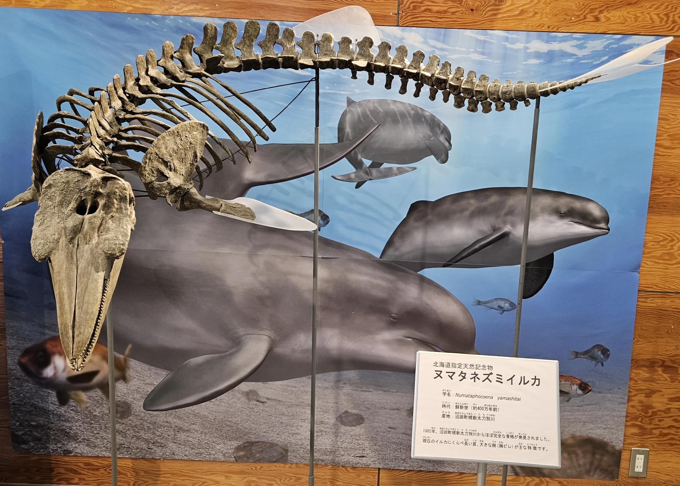 全国自然博物館の旅【62】沼田町化石体験館｜美原さつき