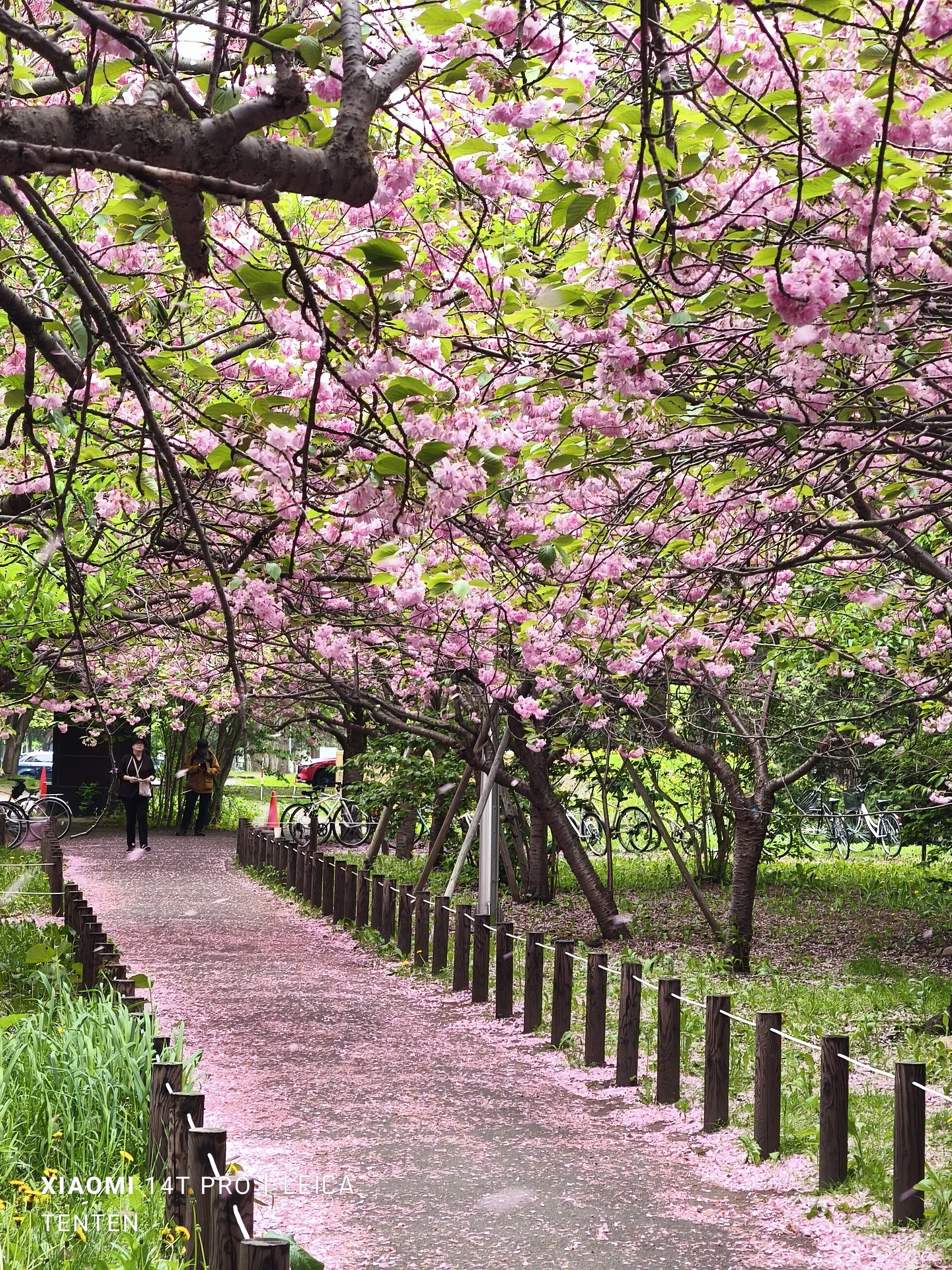 北大医学部の八重桜並木と夕方の大通公園のライラック（2025年5月17日