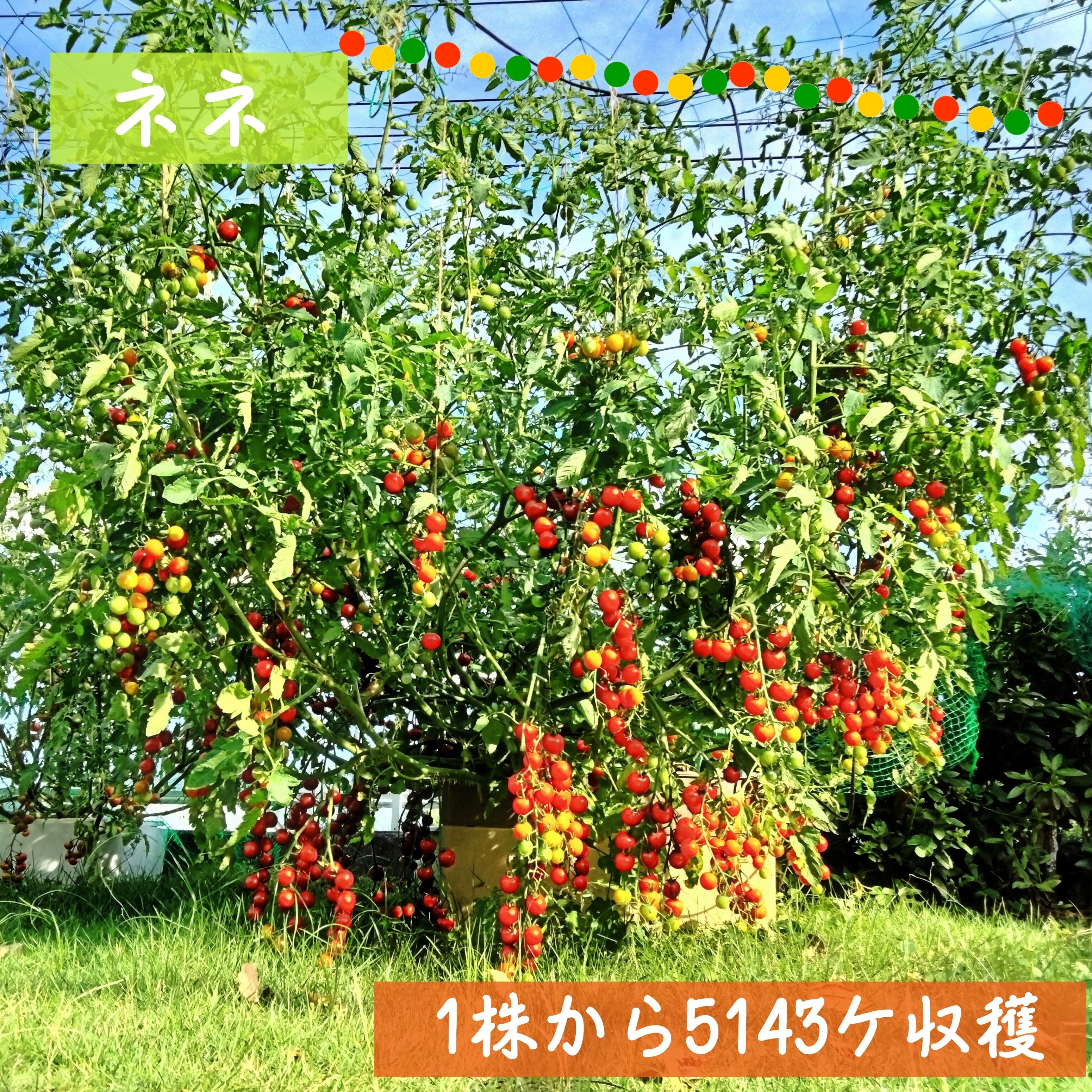 🍅とまとん母さん栽培例】ネネ 5143個・ホームハイポニカ402（Sarah＋