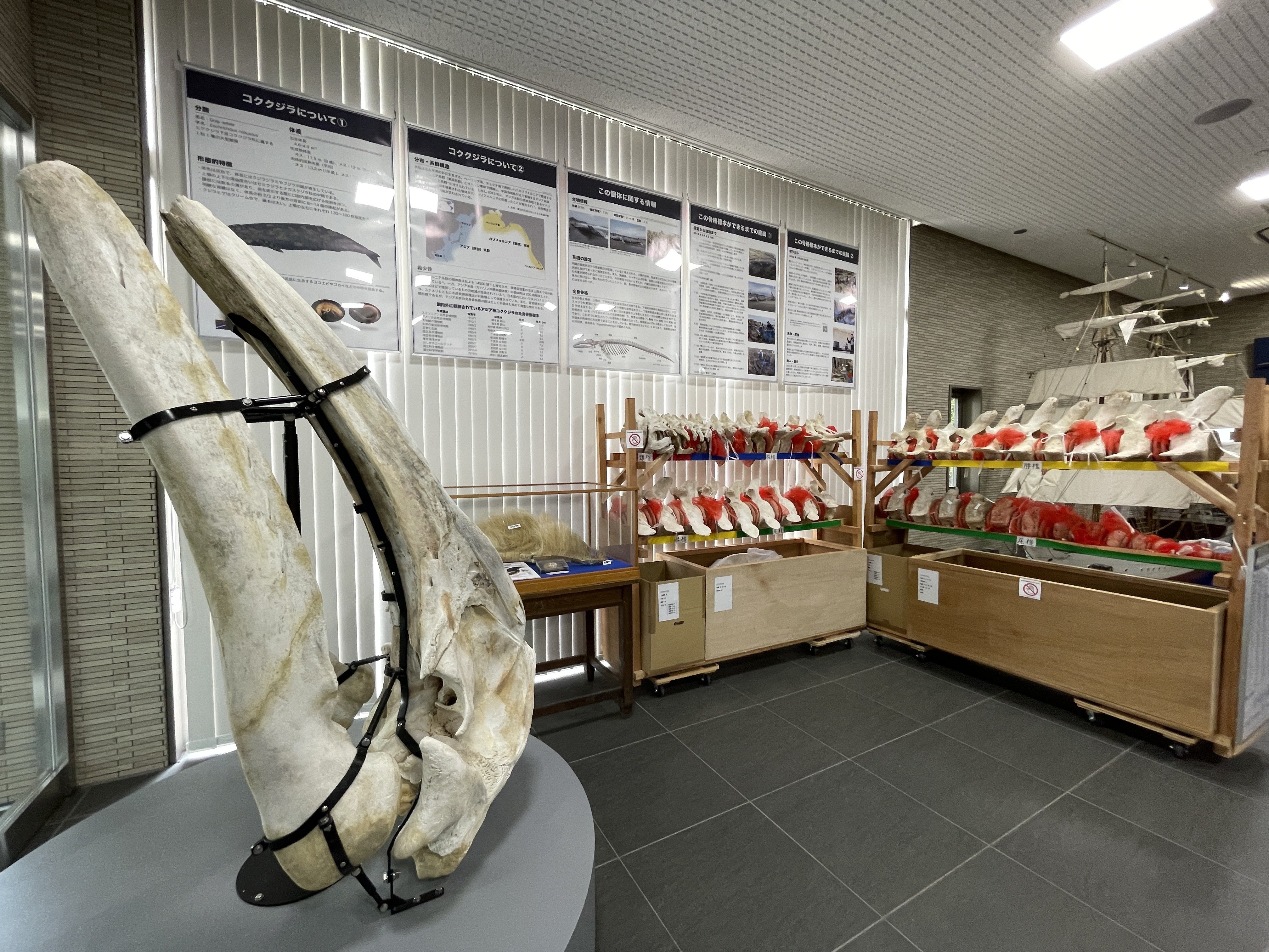 すごい博物館061】東京海洋大学・マリンサイエンスミュージアム：水産