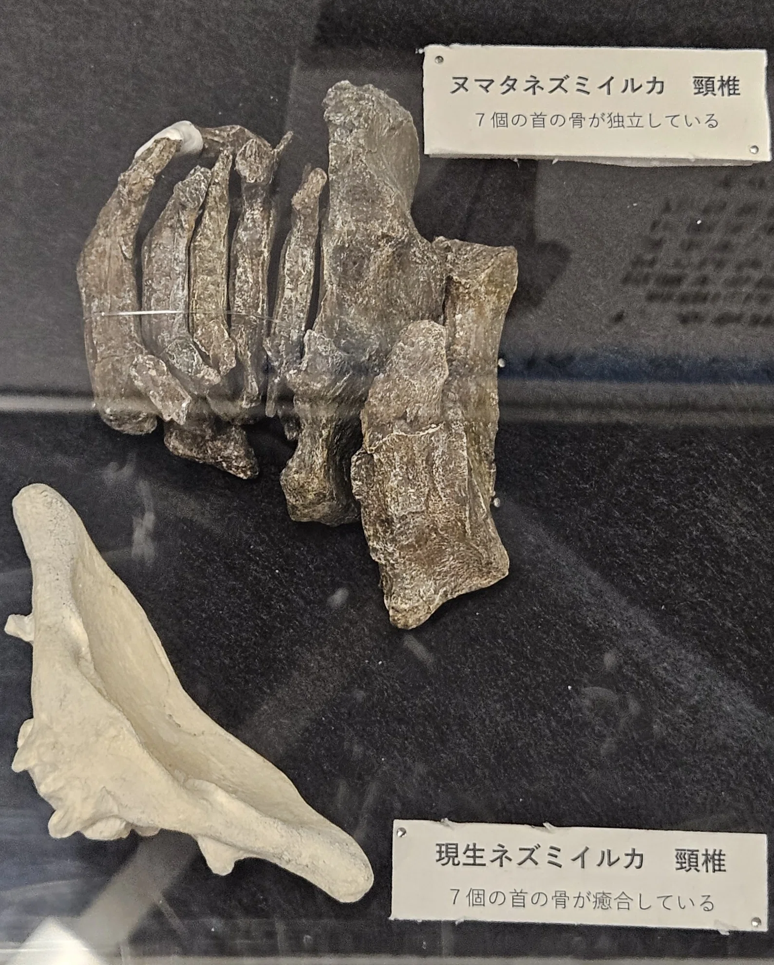 全国自然博物館の旅【62】沼田町化石体験館｜美原さつき