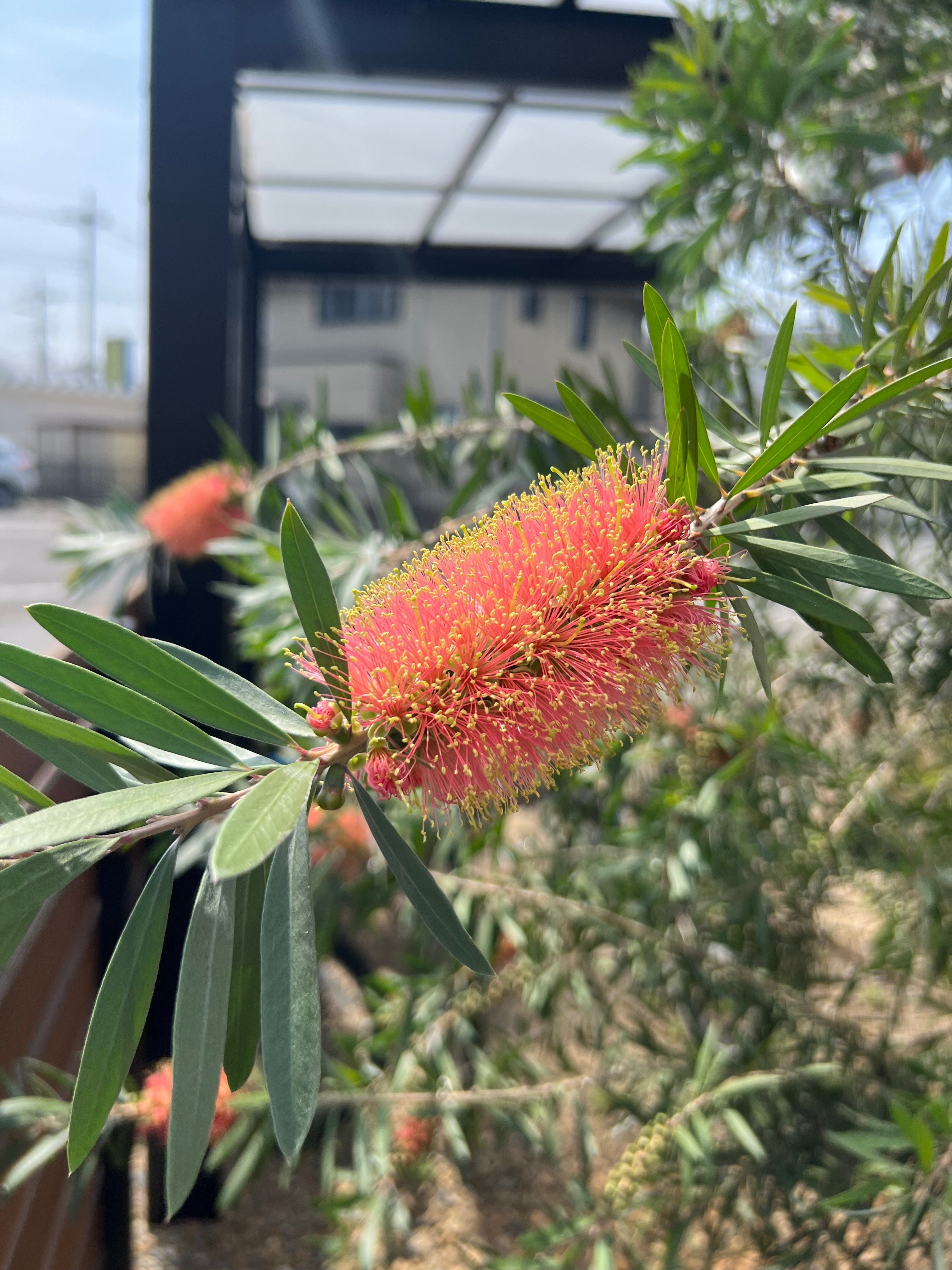 今日のオージー｜プリンセスなお上品ピンクのカリステモン・ピンク
