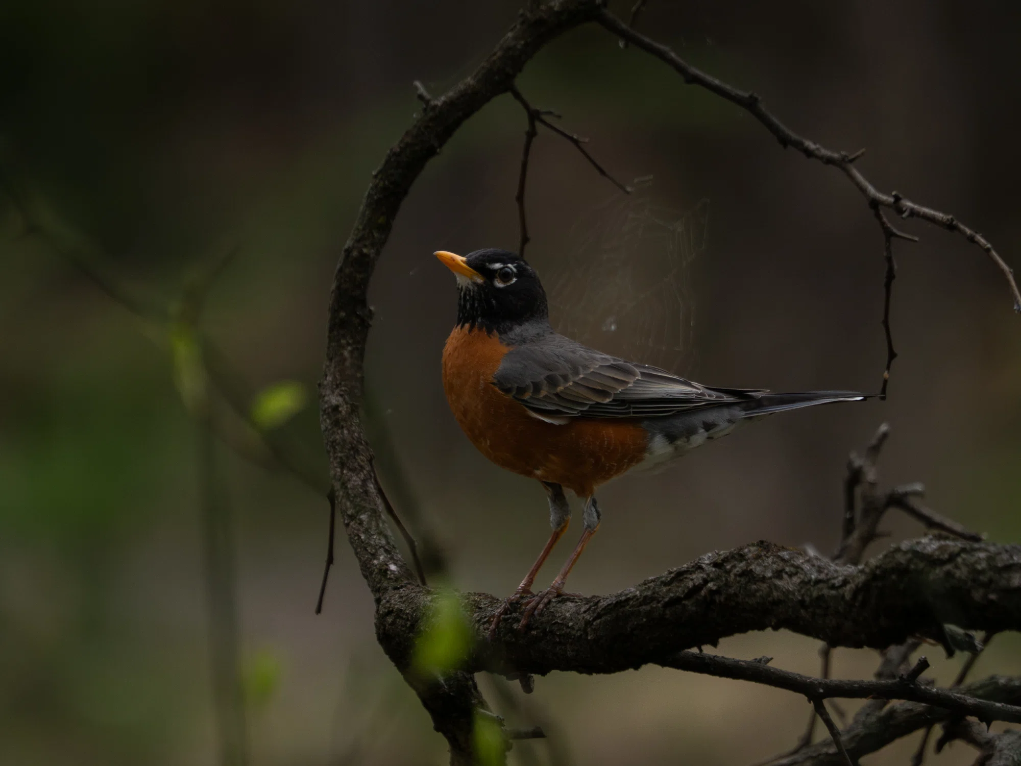 アメリカ首都圏、5月の野鳥達。｜GreenFielder