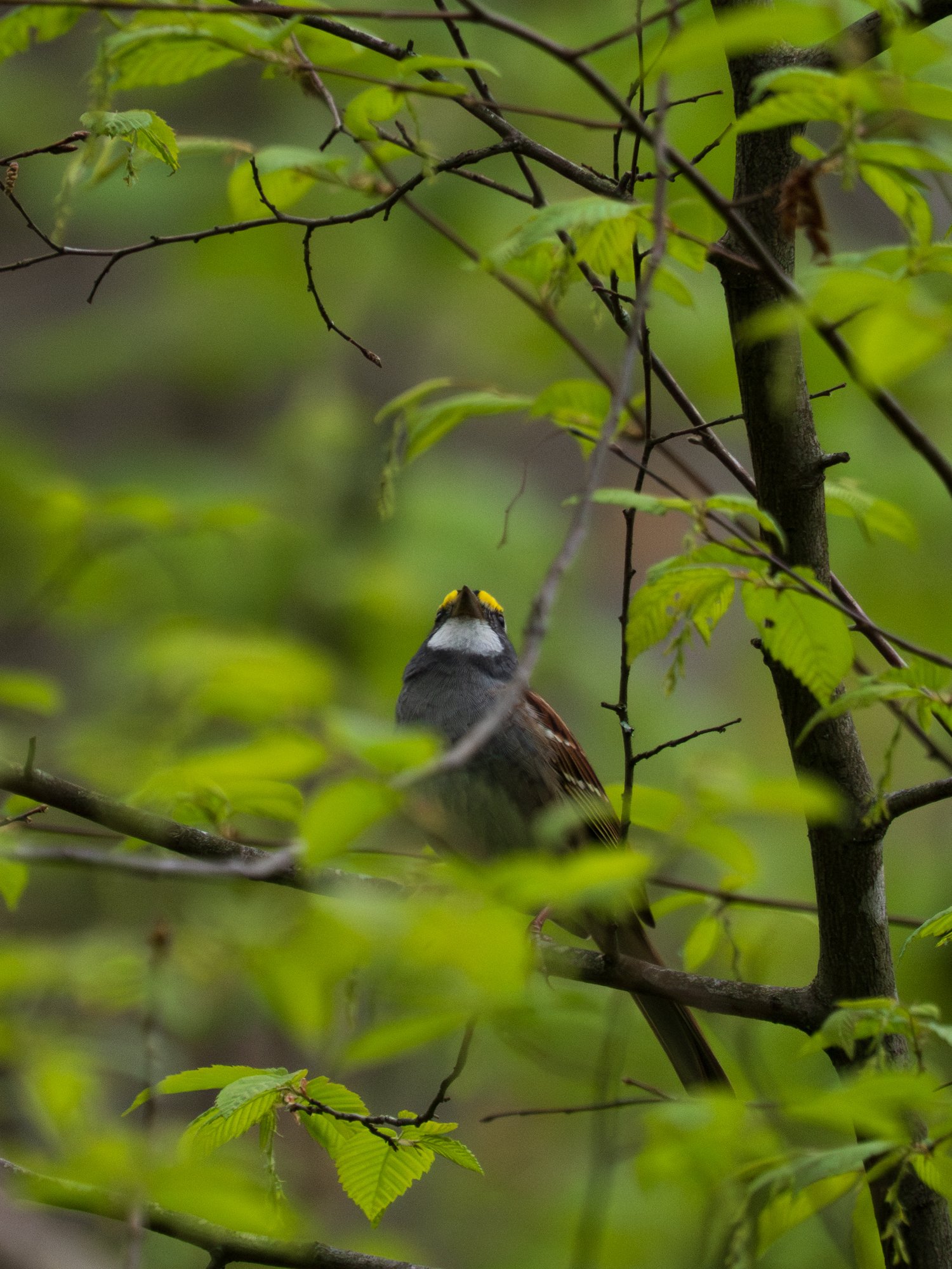 アメリカ首都圏、5月の野鳥達。｜GreenFielder