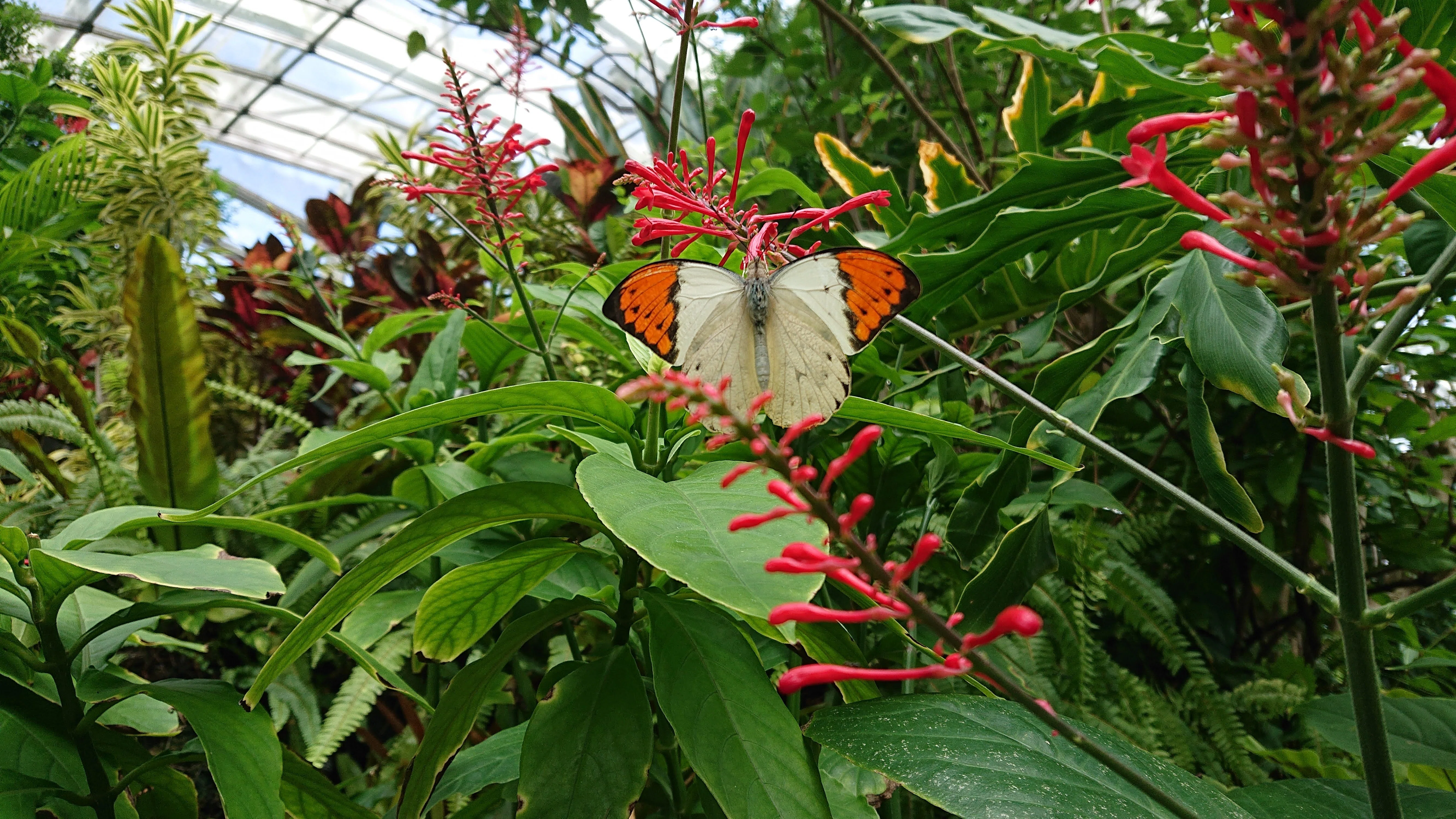 蝶と回文：ツマベニチョウ（伊丹市昆虫館の思い出）｜ぱぴりお(虫と回文)