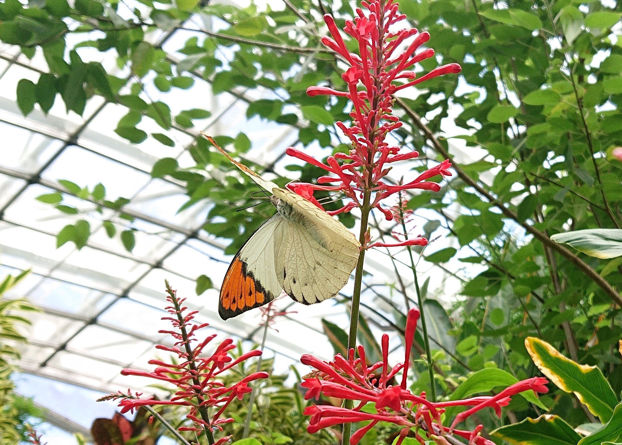 蝶と回文：ツマベニチョウ（伊丹市昆虫館の思い出）｜ぱぴりお(虫と回文)