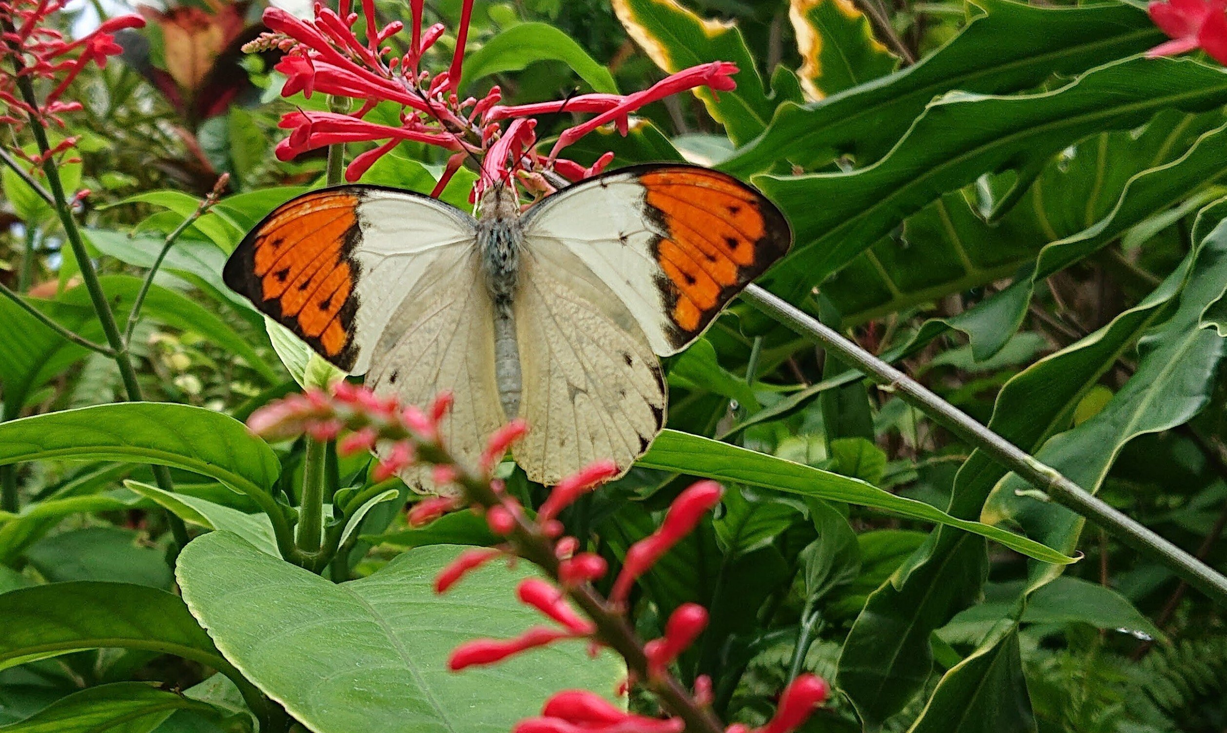 蝶と回文：ツマベニチョウ（伊丹市昆虫館の思い出）｜ぱぴりお(虫と回文)