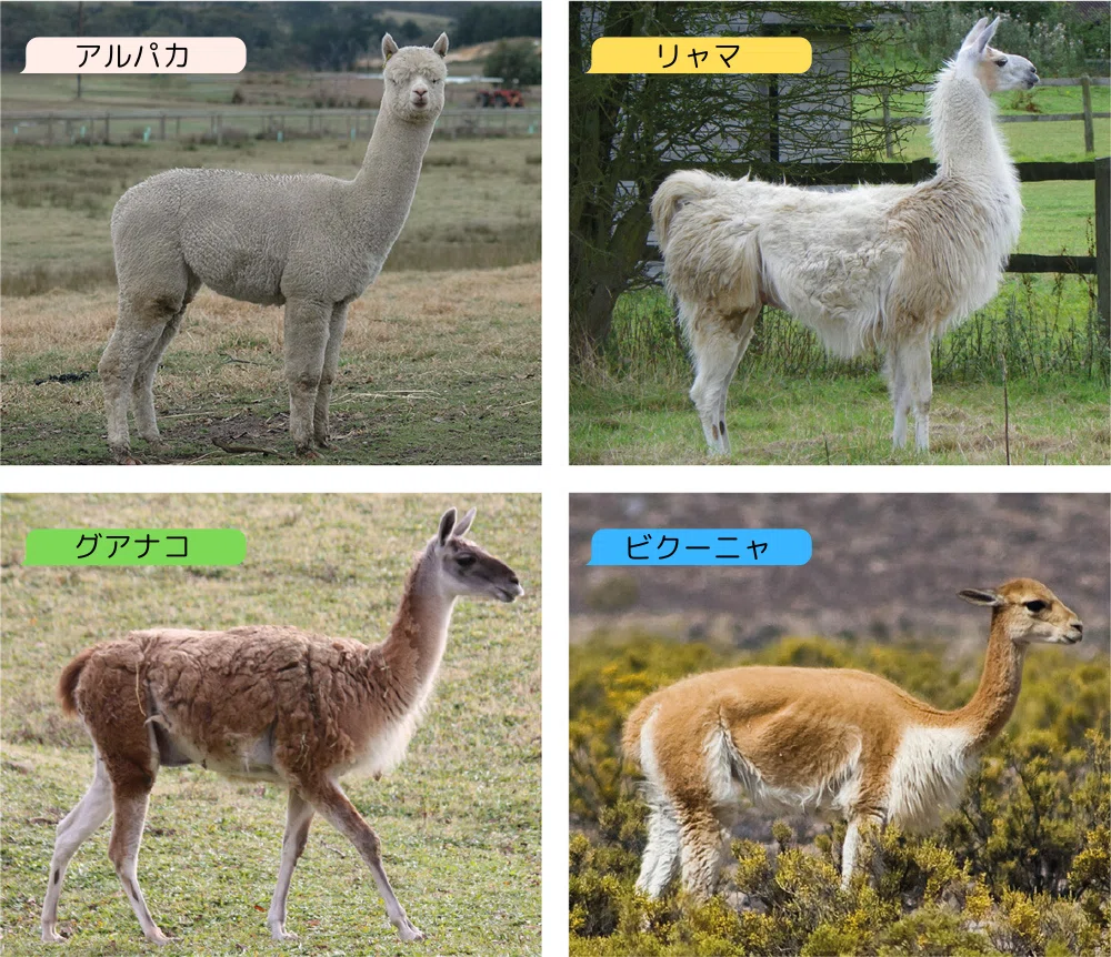ペルー】アルパカについて知ろう！｜トモ・コーポレーション（雑貨衣料