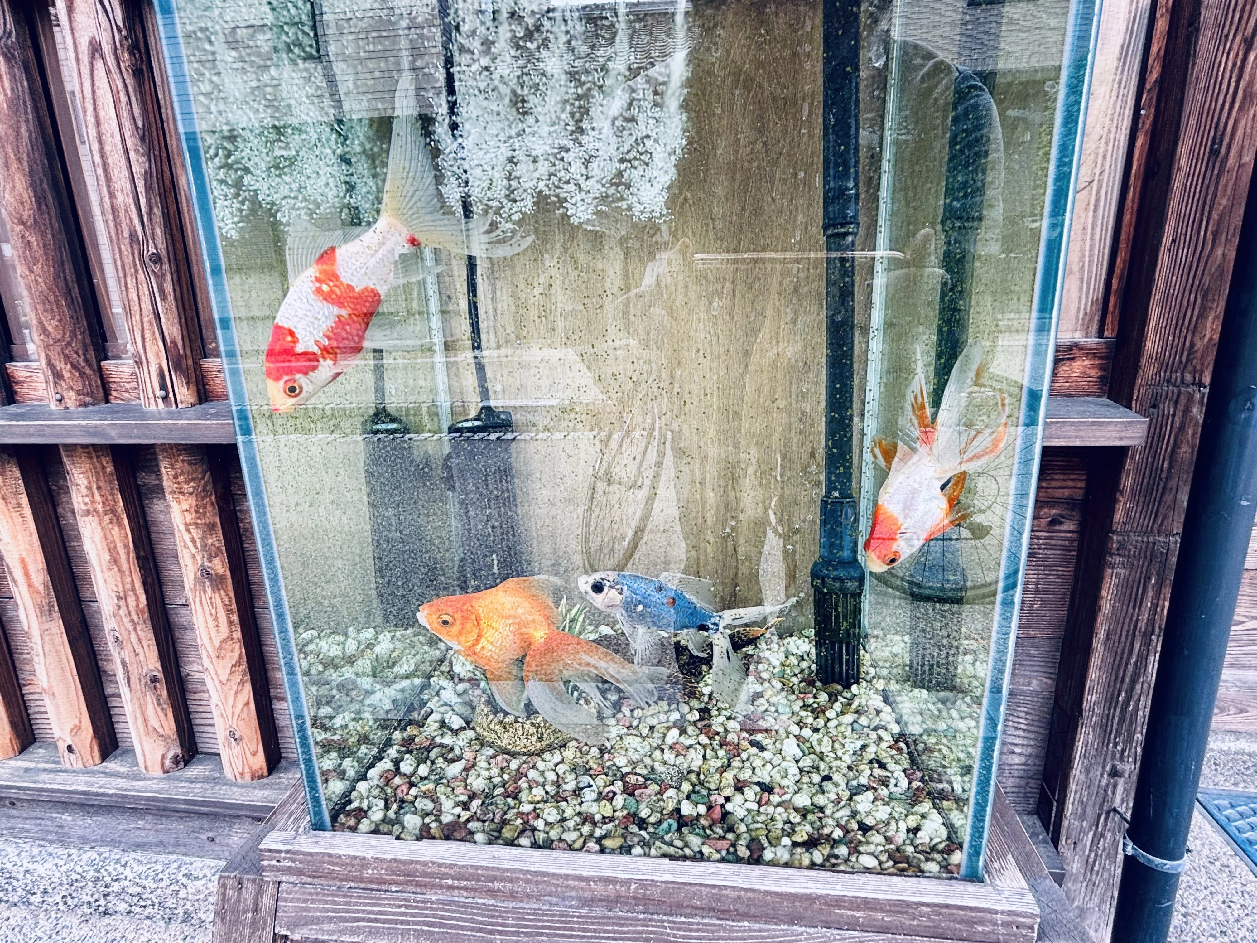 自転車で奈良をあちこち 2 金魚の街、大和郡山｜主婦の肩書きだけあるる