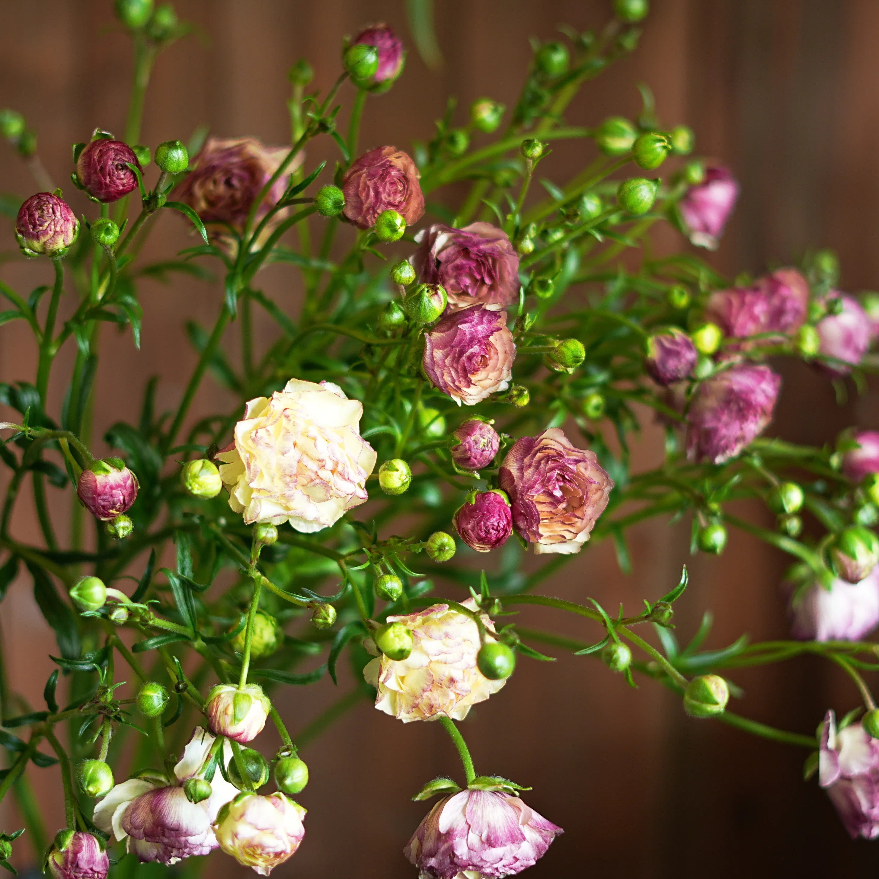 今日の花 ラナンキュラス ラックス アイオリア｜花屋のラフ