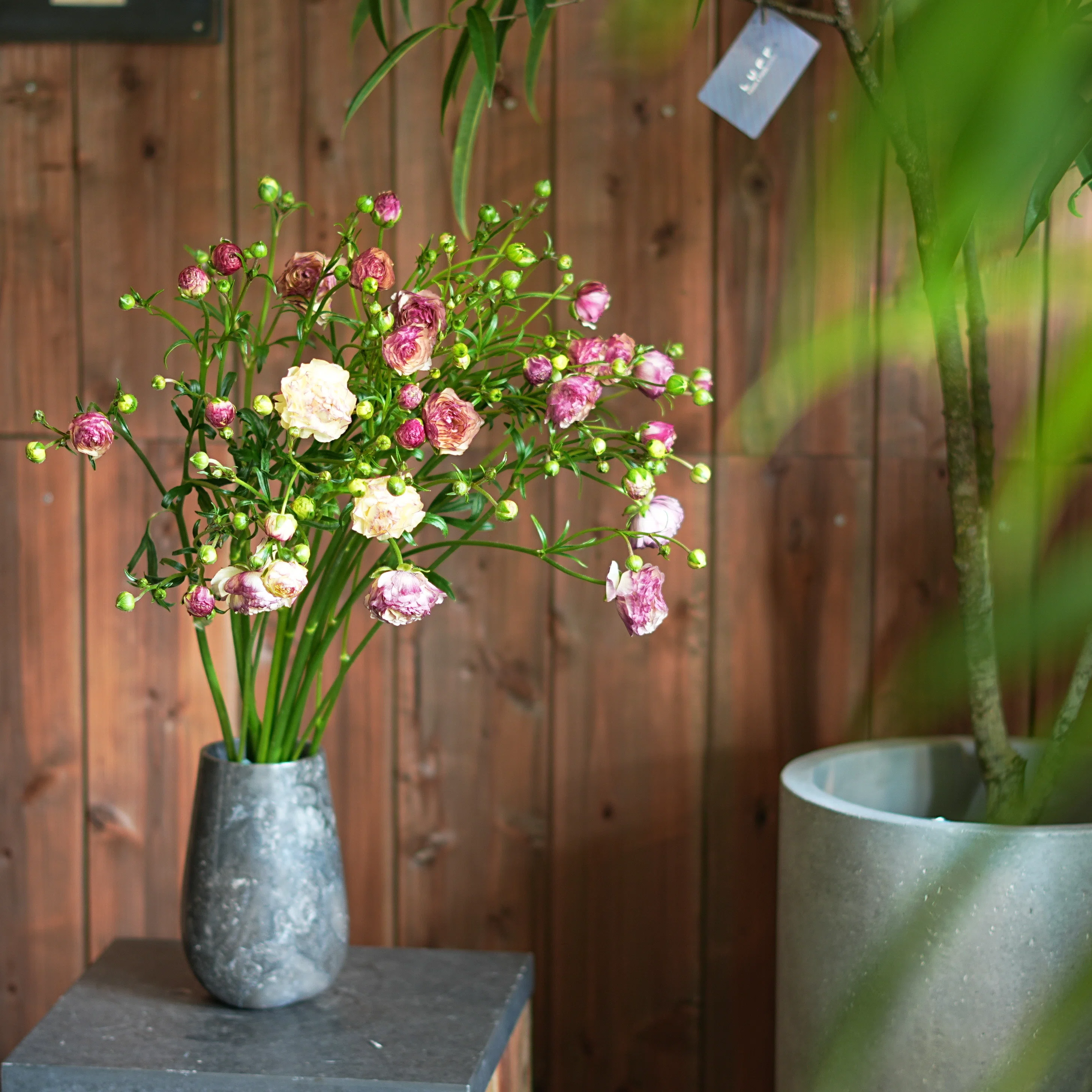 今日の花 ラナンキュラス ラックス アイオリア｜花屋のラフ