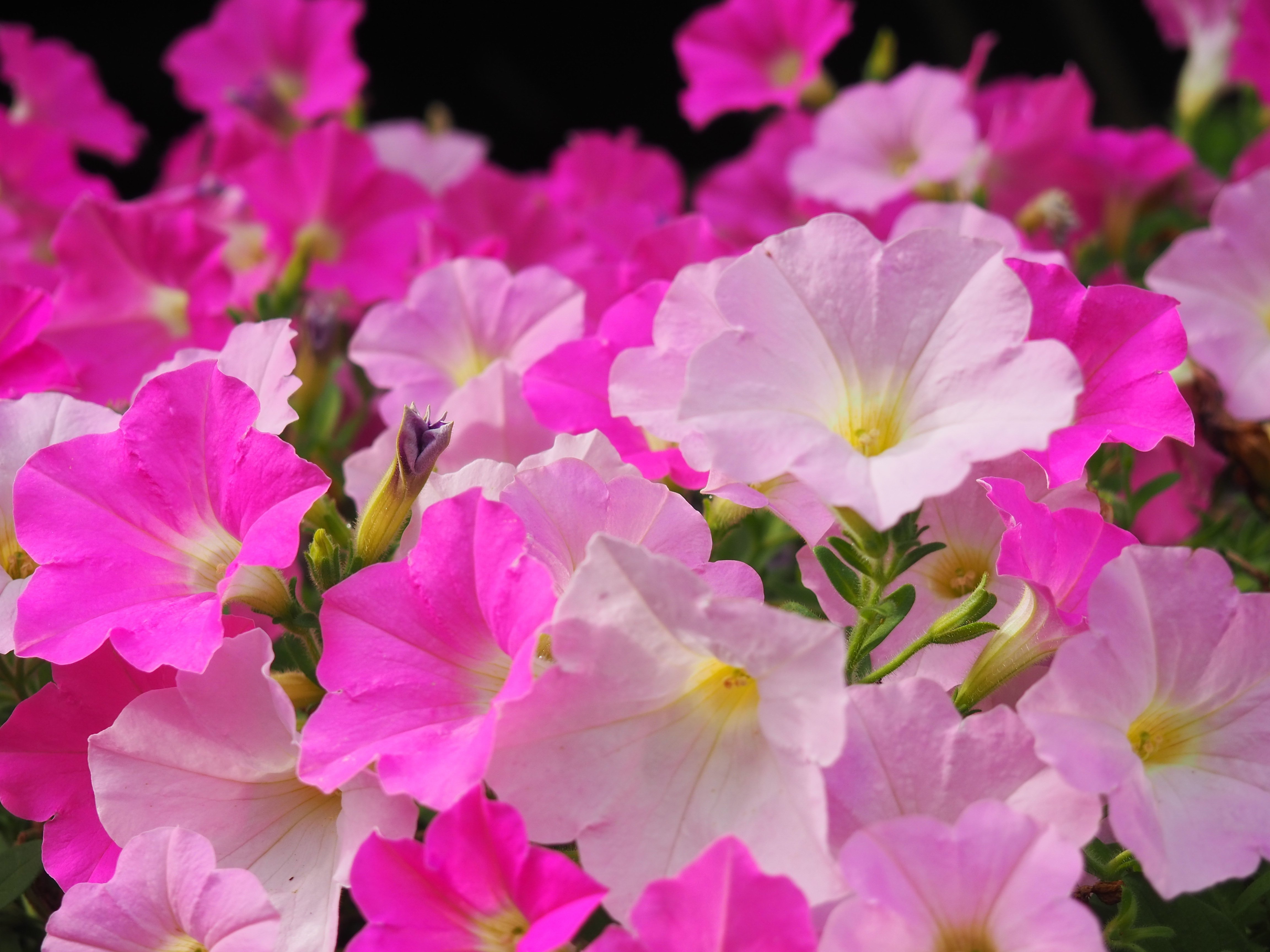 専用ページです！花サボテン カキコ2個♬ Yahoo!オークション - 花サボテン サニー カキコ