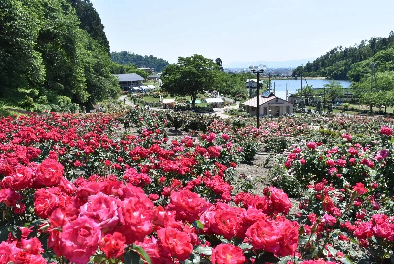 日本有数の規模を誇る「東沢バラ公園」🌹｜匕ー