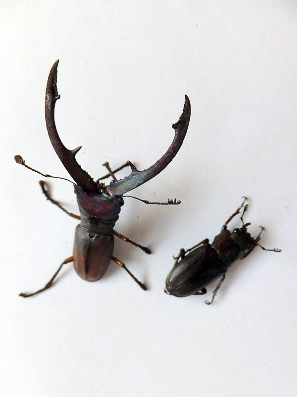 WD】タランドゥスホソアカクワガタの飼育記録【2011～2012】｜AKECHI