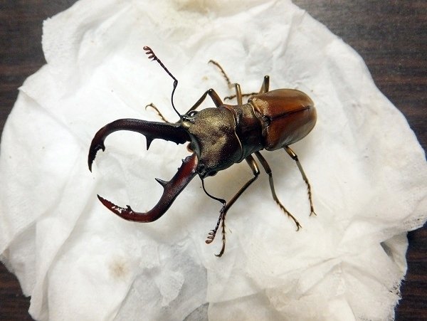 WD】タランドゥスホソアカクワガタの飼育記録【2011～2012】｜AKECHI