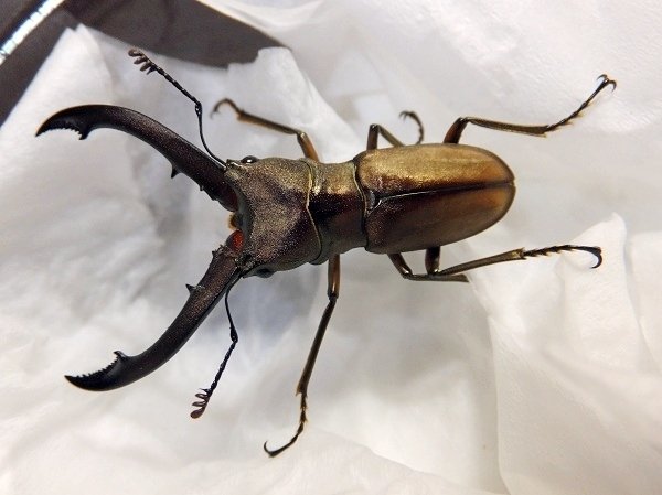 WD】タランドゥスホソアカクワガタの飼育記録【2011～2012】｜AKECHI