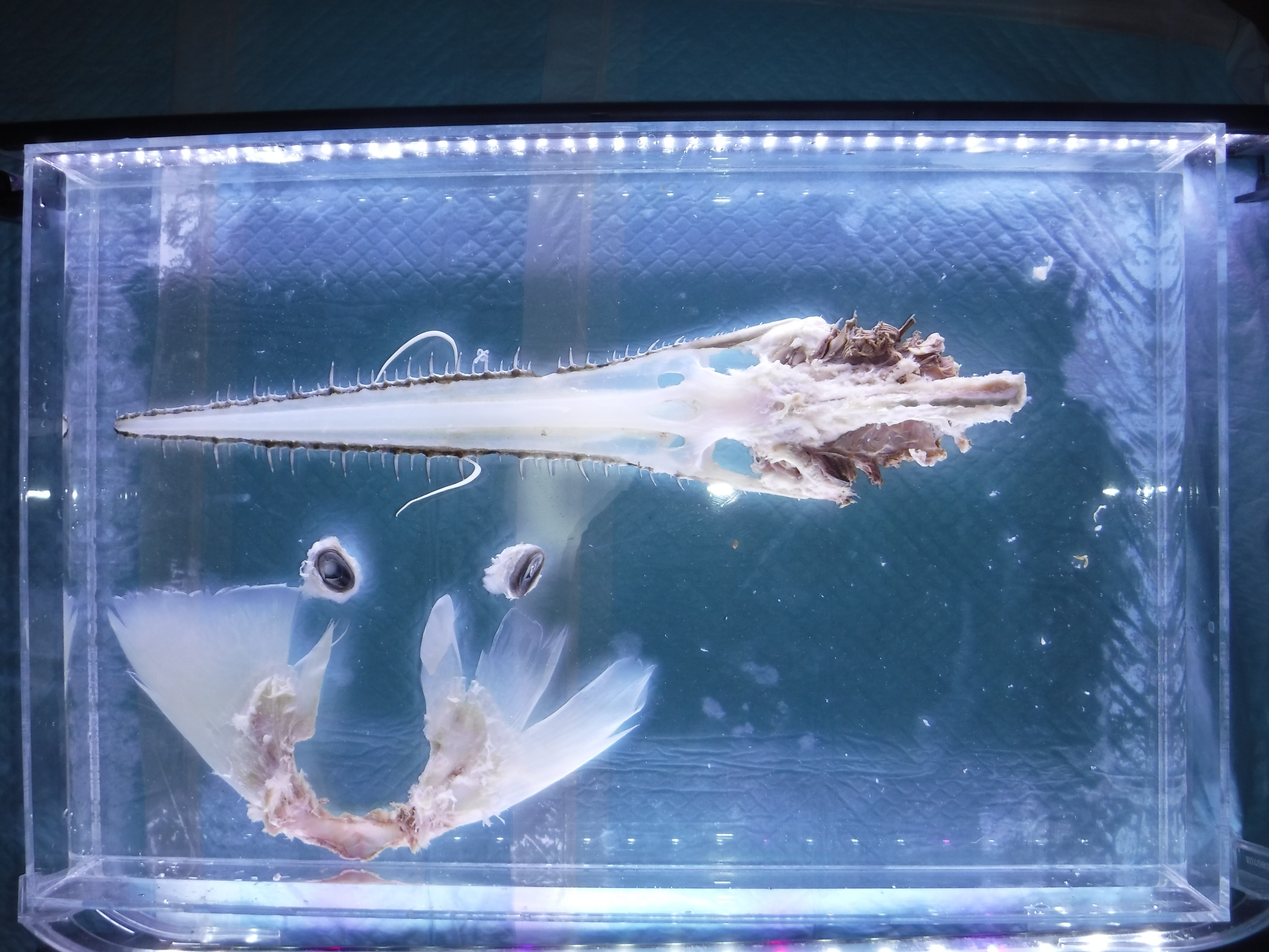 ノコギリザメ 骨格標本 標本解説③（ノコギリザメ）｜とある海洋学部生