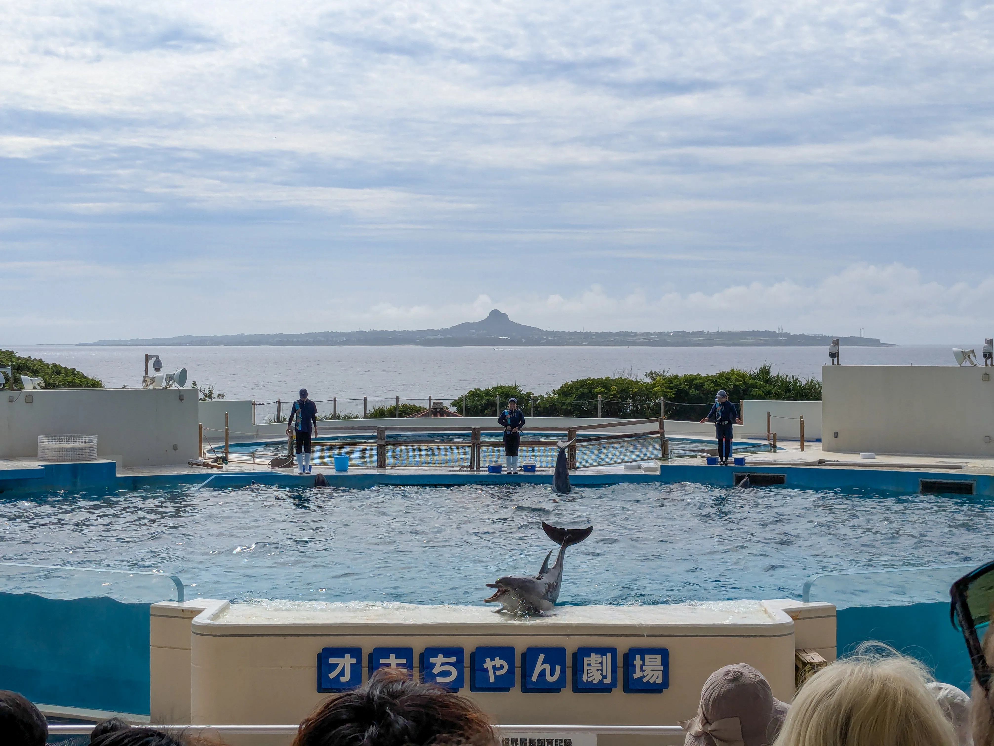 飼育記録50周年を迎えるイルカショー 沖縄美ら海水族館｜高井司｜沖縄