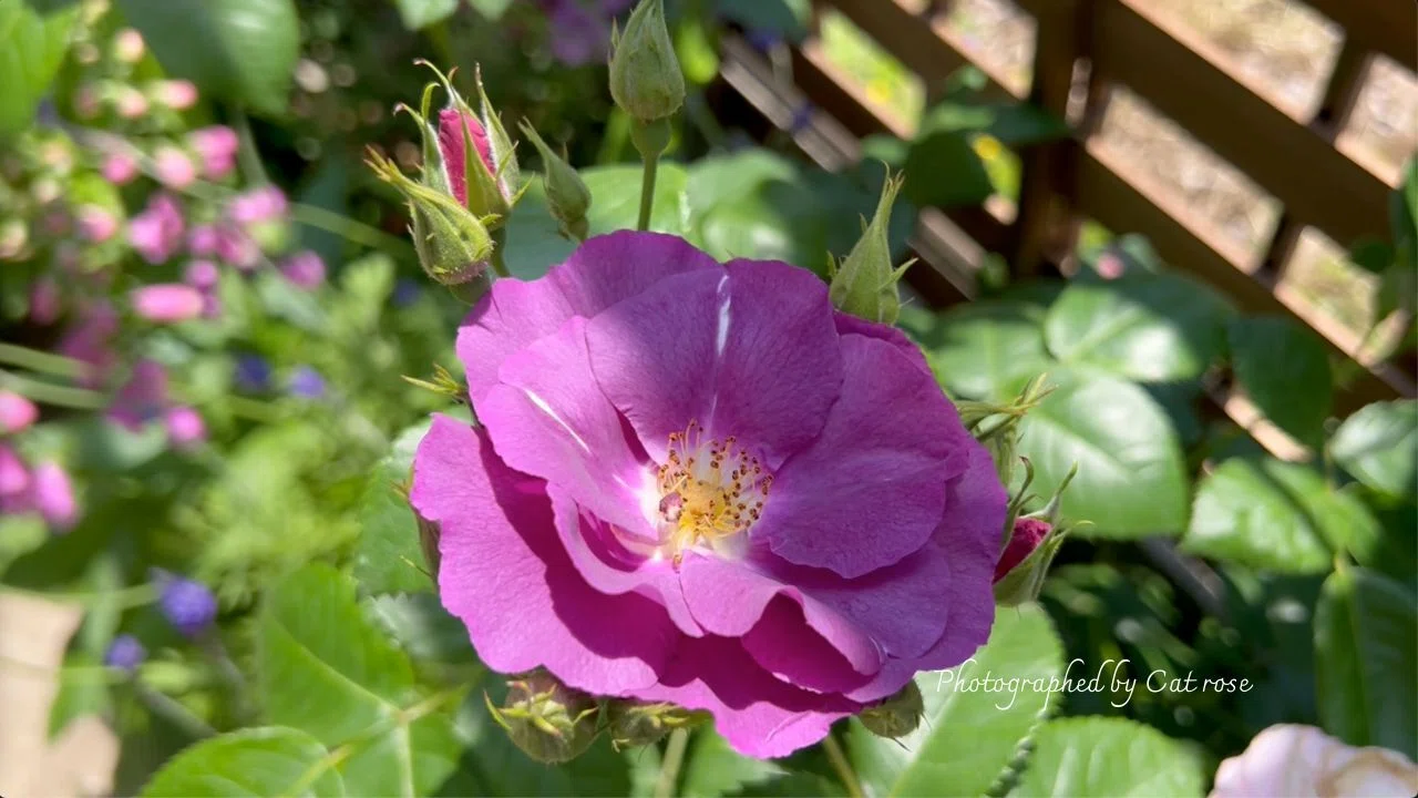 今週の花 「古に咲く野薔薇」|Cat rose 「ガーデニングブログ Cat 今週の花 「古に咲く野薔薇」|Cat rose 「ガーデニングブログ Cat