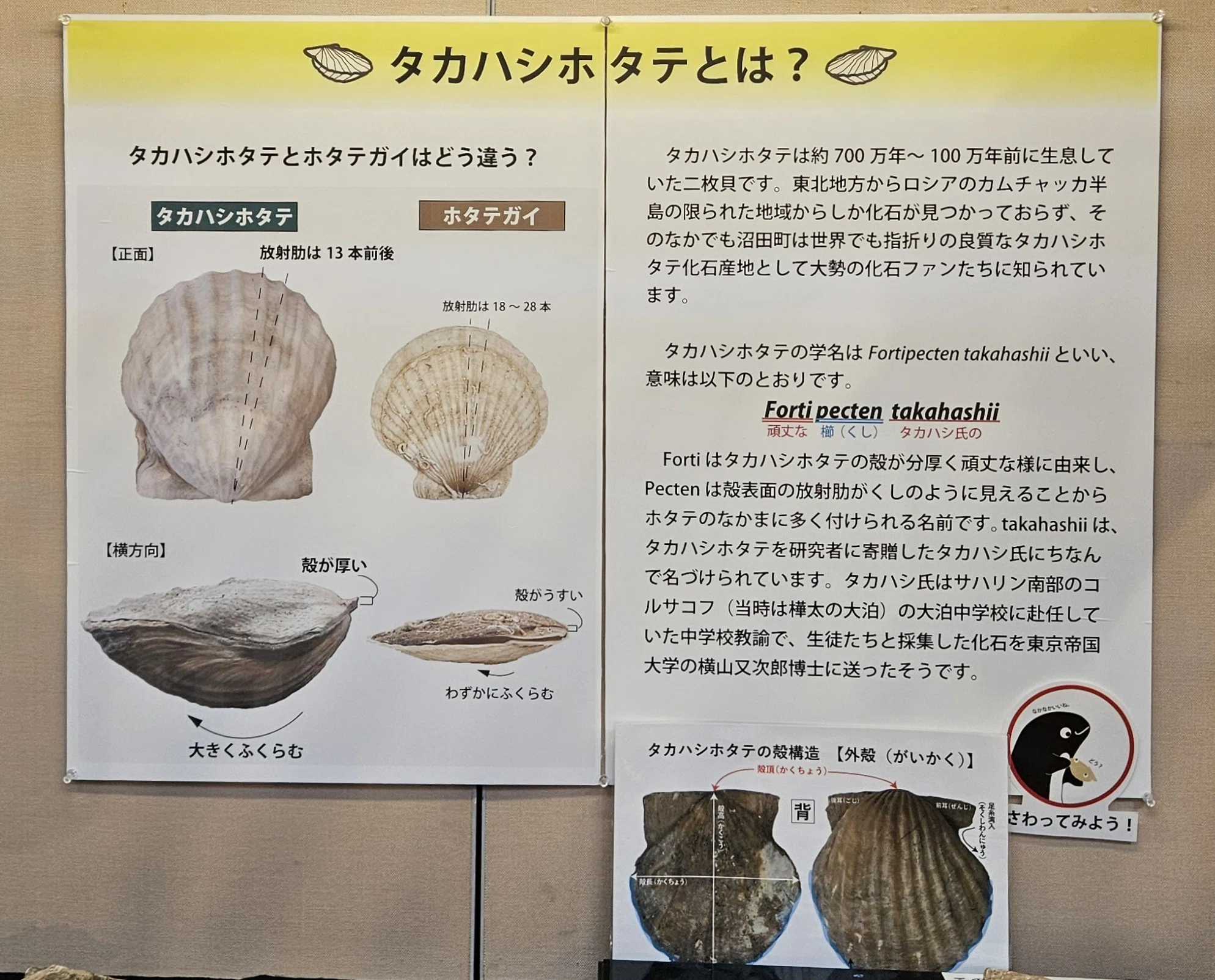 全国自然博物館の旅【62】沼田町化石体験館｜美原さつき