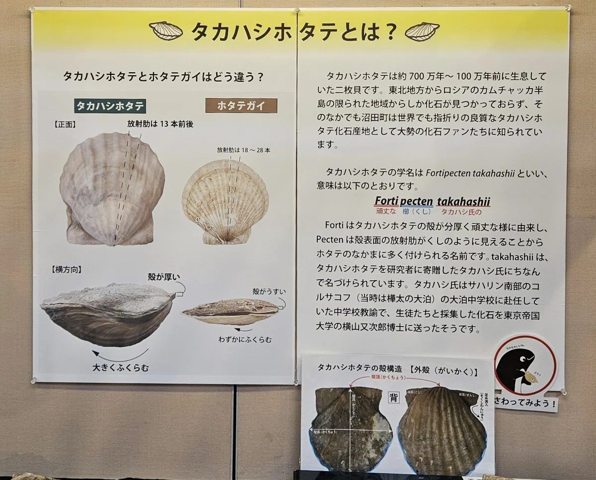 全国自然博物館の旅【62】沼田町化石体験館｜美原さつき