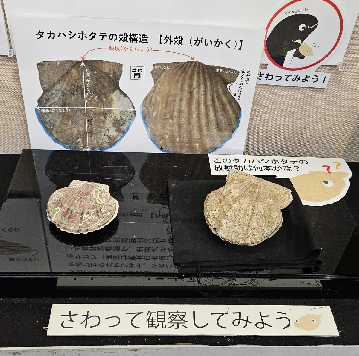 全国自然博物館の旅【62】沼田町化石体験館｜美原さつき