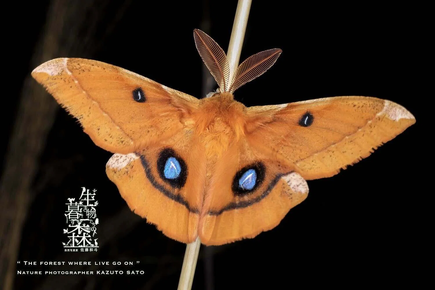 生き物たちの暮す森｜No.036「エゾヨツメ」｜佐藤和斗 KAZUTO PHOTO OFFICE