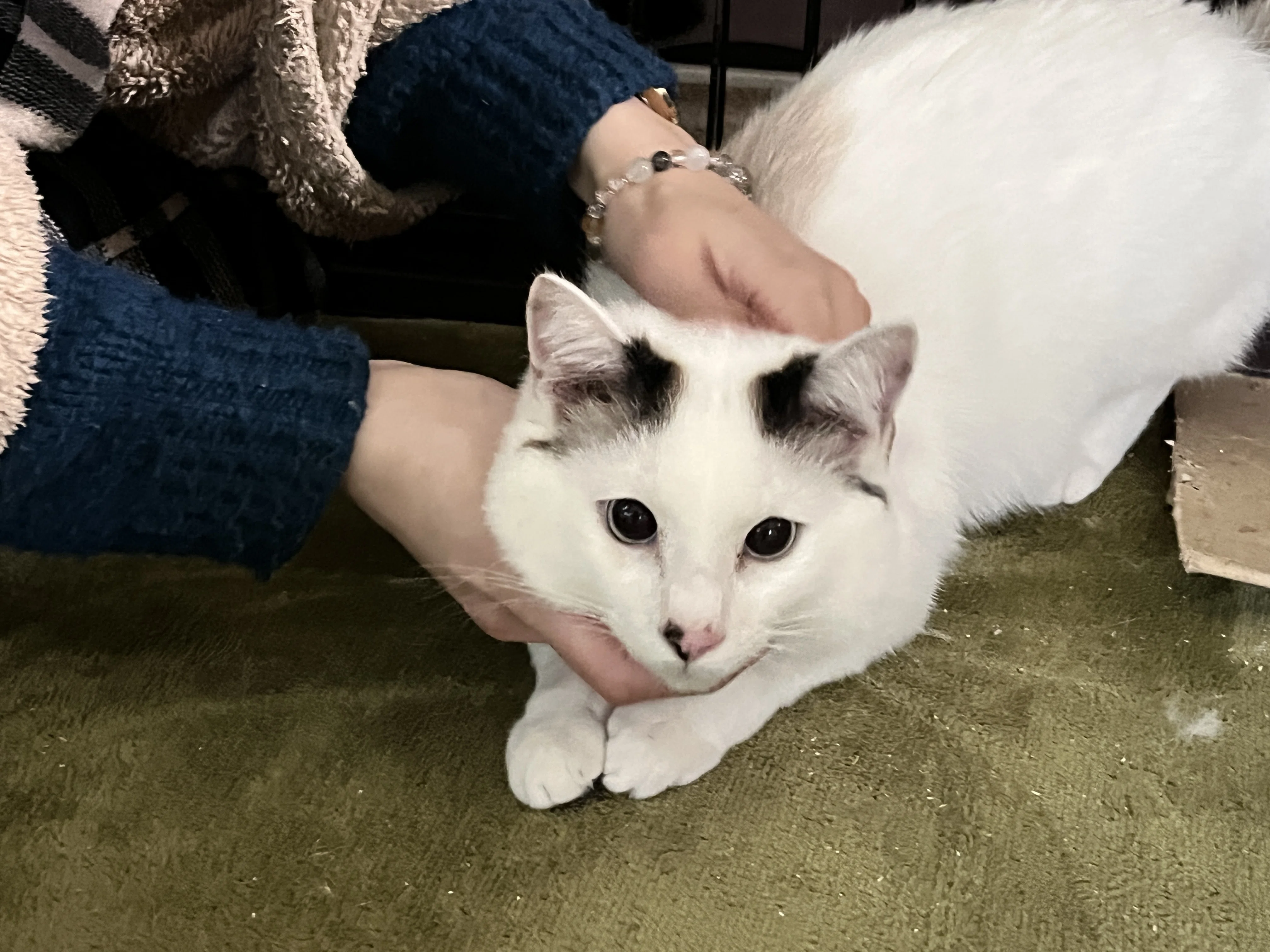 臆病な保護猫が、人と暮らすことを選ぶまでの、2年の長い物語｜塩畑