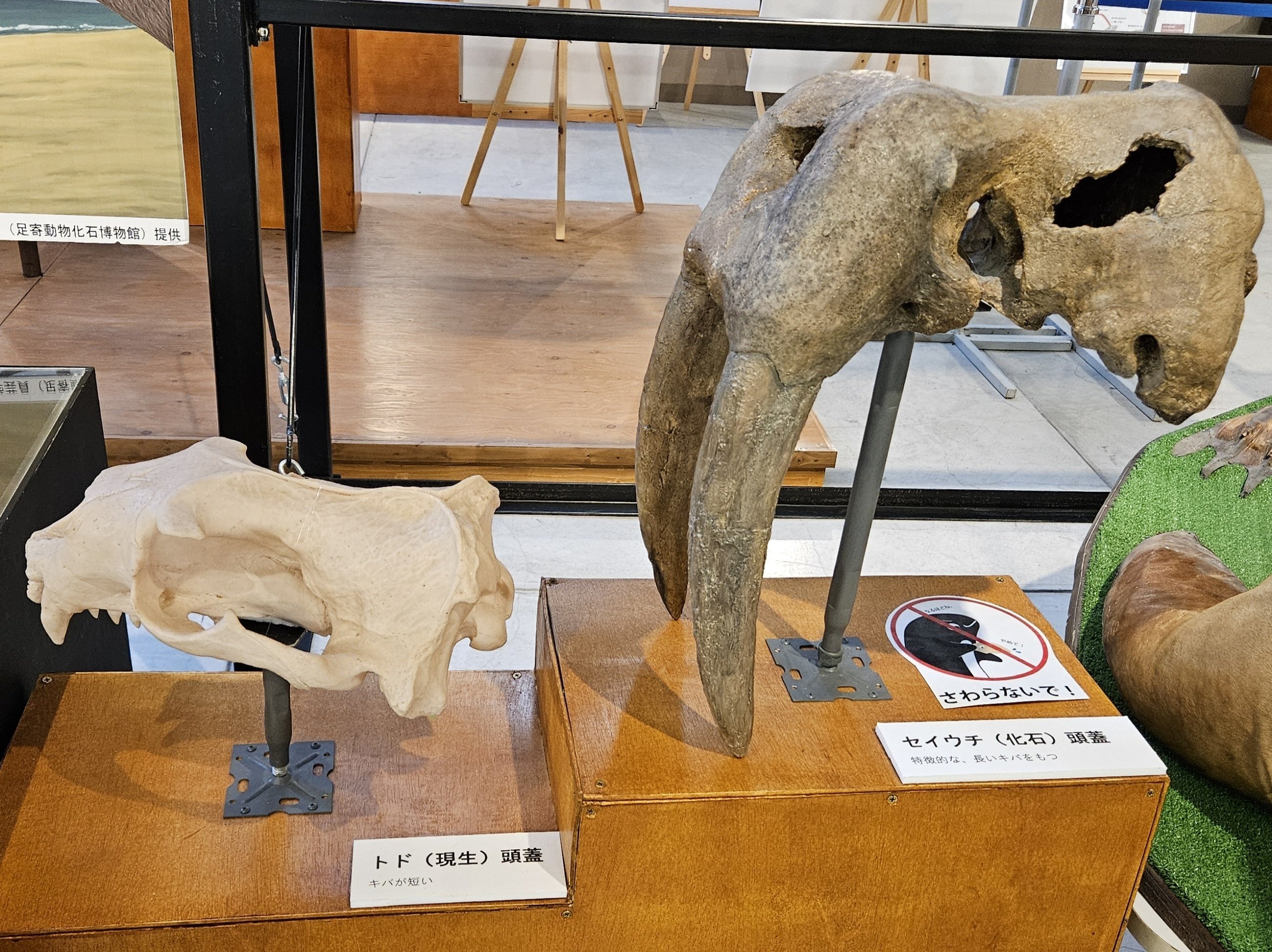 【中古】 少年記 北海道標茶に生まれ育った/七つ森書館/石川博（臨床検査技師） 全国自然博物館の旅【62】沼田町化石体験館｜美原さつき