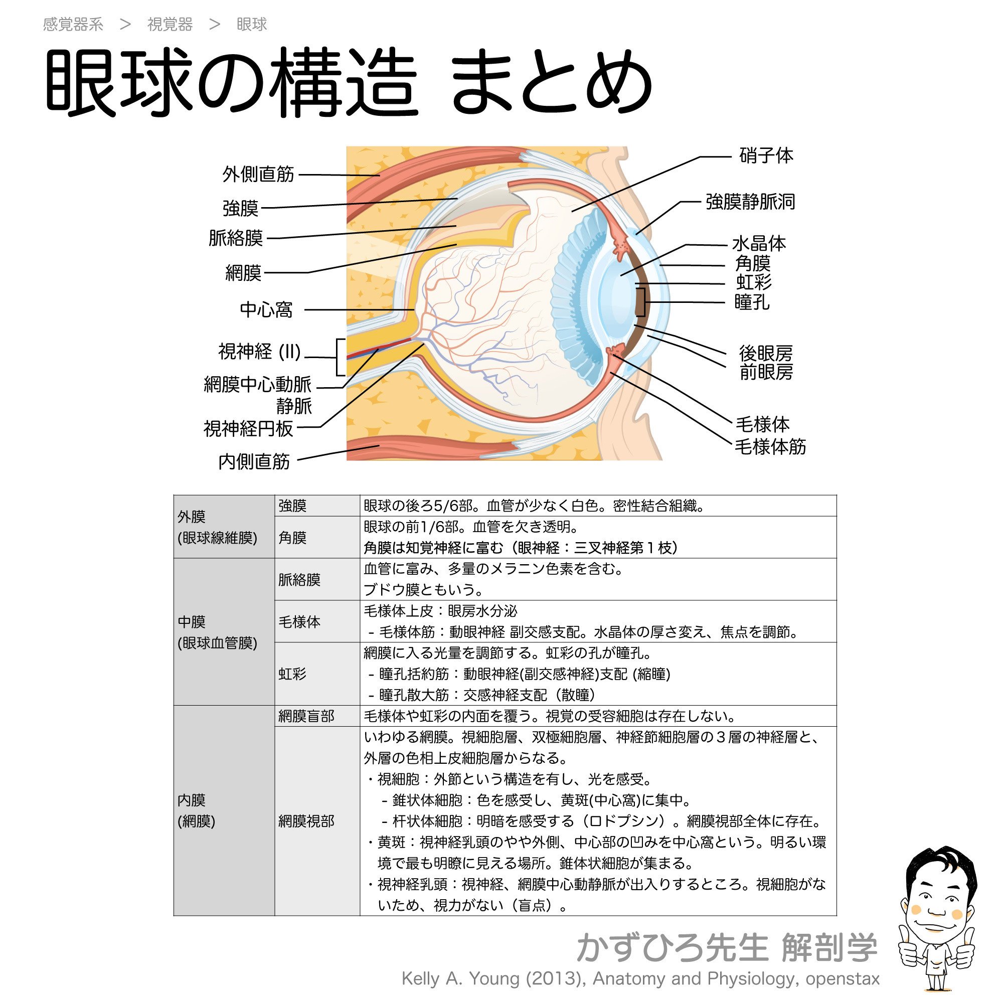 耳勉☆解剖学 眼球の構造｜かずひろ先生（黒澤一弘｜解剖学）