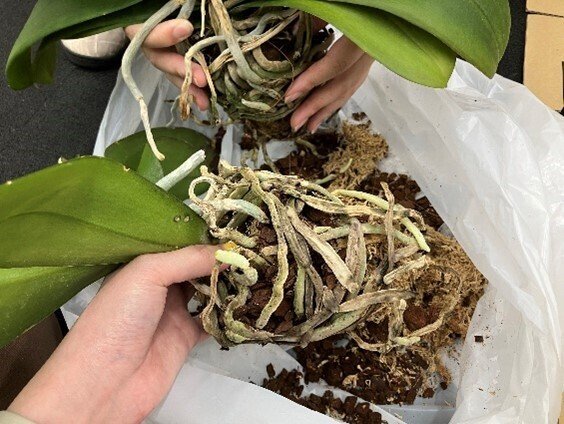 今年も花を咲かせたい！三陽工業広報課の胡蝶蘭の植え替えレポート