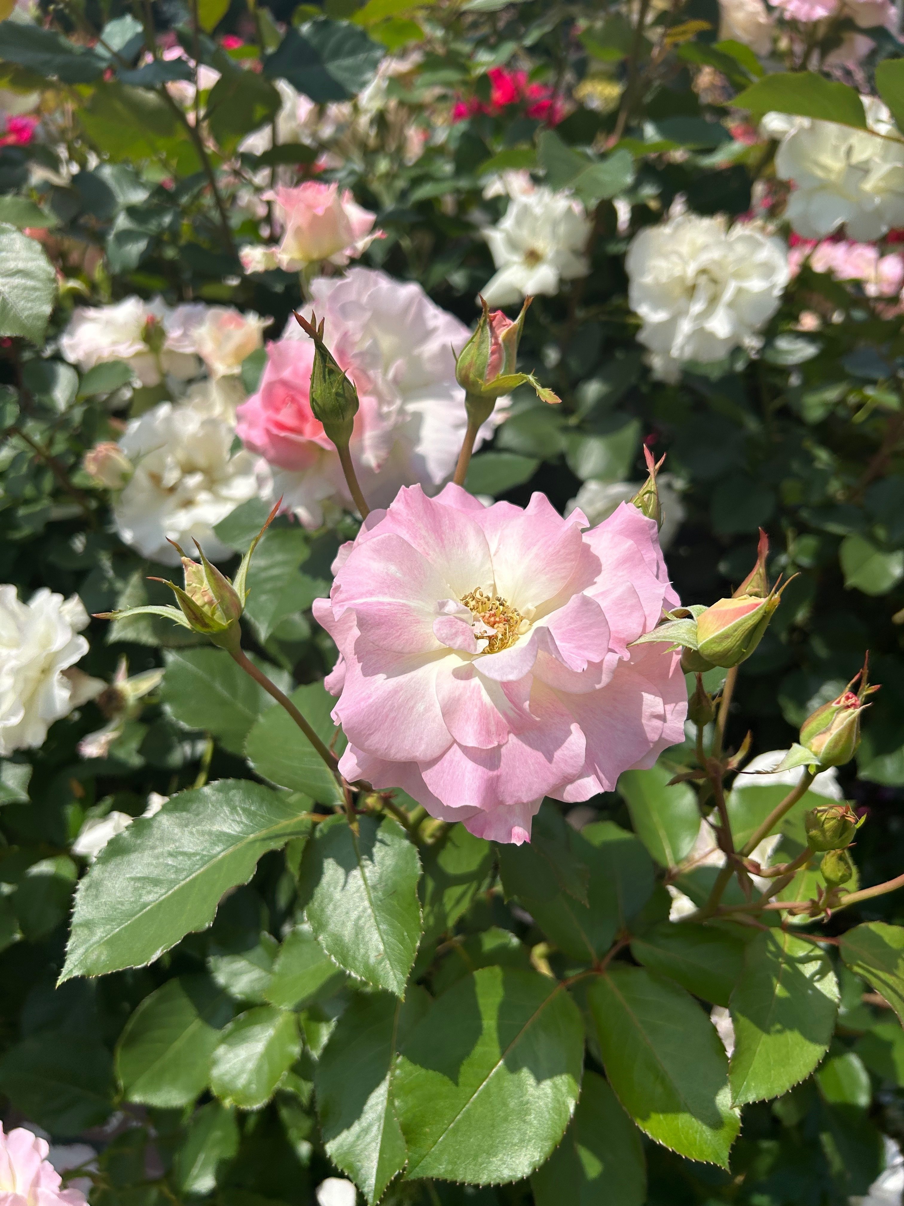 アンリ人形 藤田ミラノ 薔薇 貴重 Anri アンリ人形 【From the Garden】西瓜穫れたよ！（傷み有）