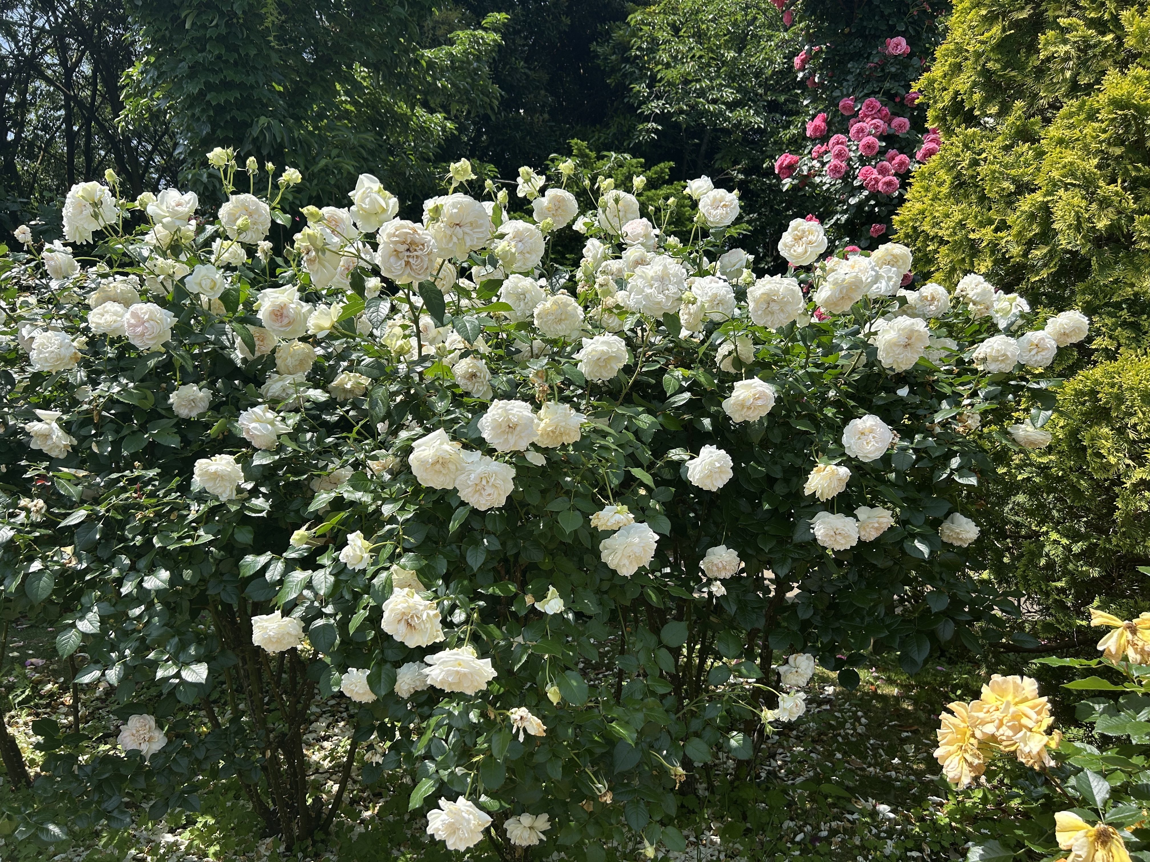アンリ人形 藤田ミラノ 薔薇 貴重 エコール・ド・パリ展」開催！ 山王美術館でしか見られない珠玉