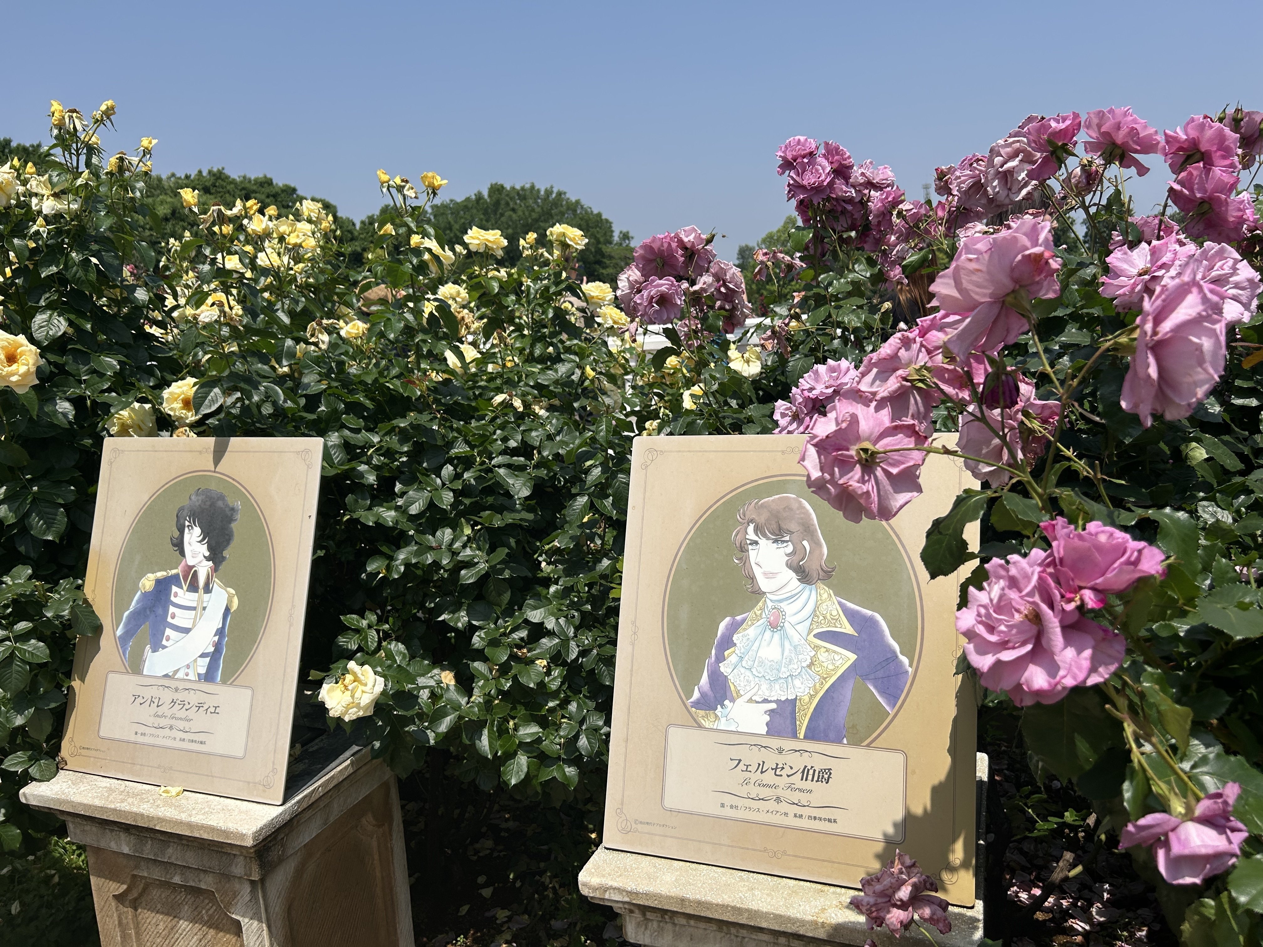 バラの咲く季節です。とてもジッとしちゃいられなくて、バラ園に