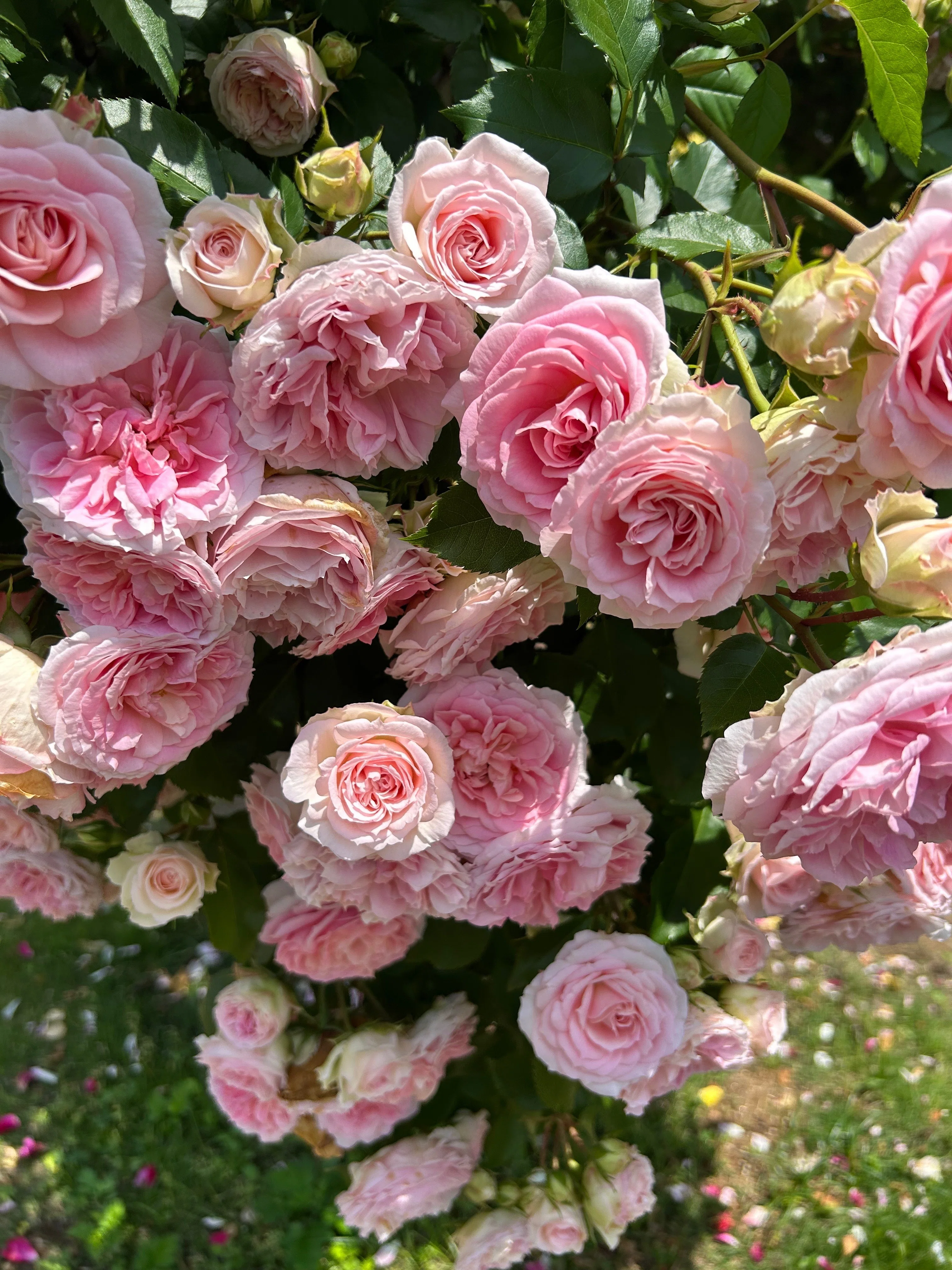 It is the season when roses bloom. I couldn't just sit still, so I
