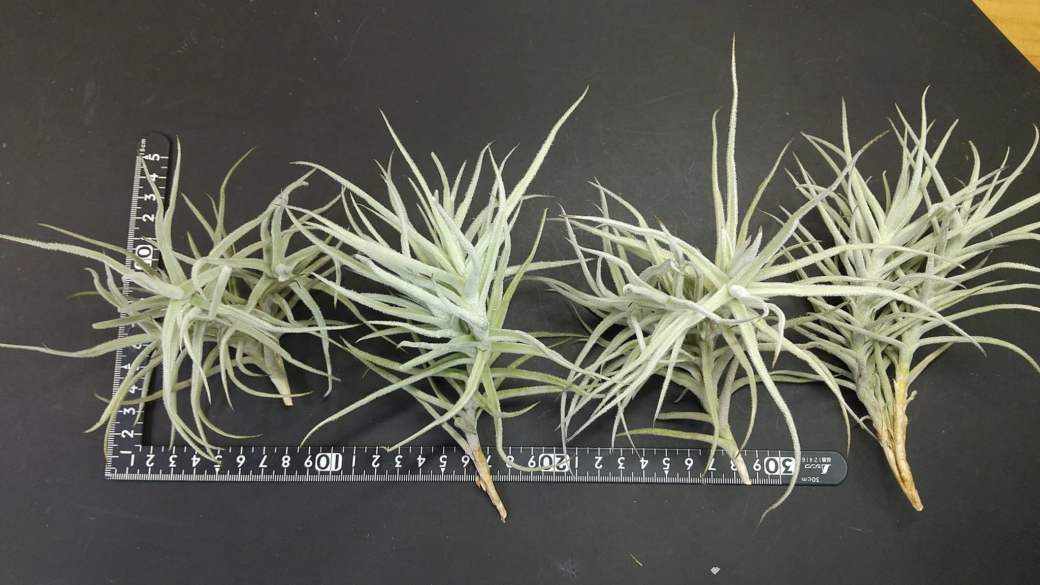 チランジア パドレ パドレ（ローランドゴッセリニーxチアペンシス）03号 | air-plants