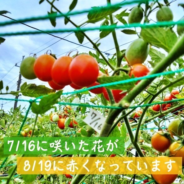 Keeperトマト 910系初収穫🍅 ‪#トマト‬ #ミニトマト #長期 #栽培 #収穫 #日記