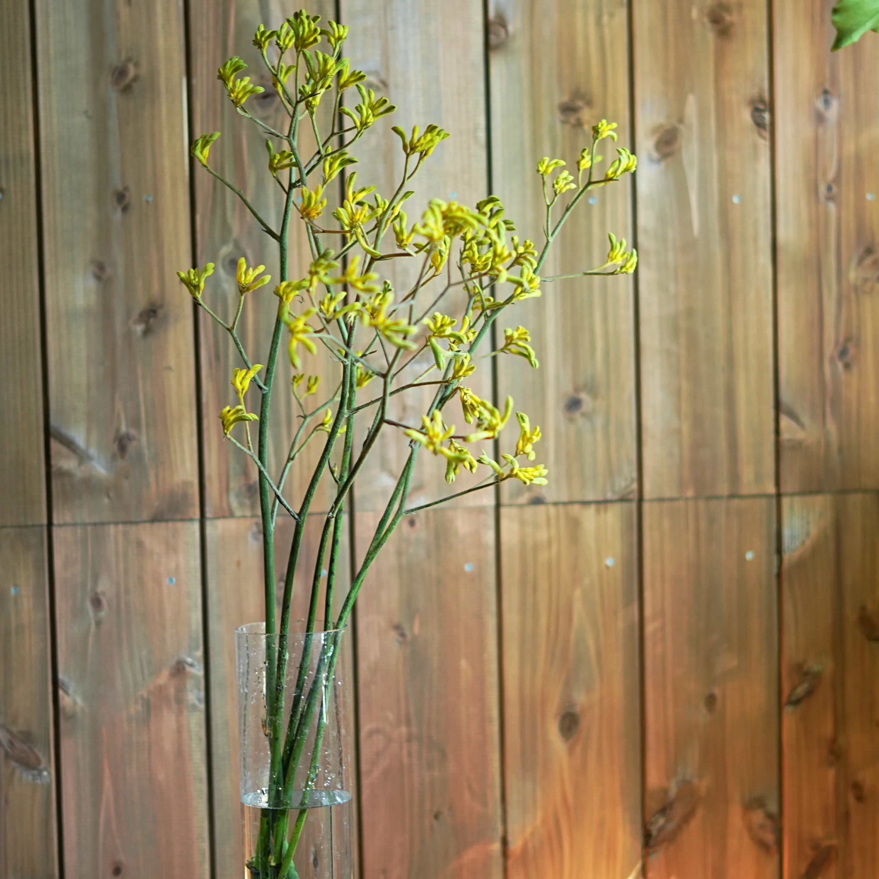 布染め創作の花カンガルーポ 直前!】国産カンガルーポー エアーズロック(複色系) Mサイズ60cm程度