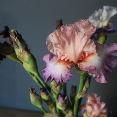 アメリカンフラワー・紫陽花のアレンジとジャーマンアイリス アメリカンフラワー・紫陽花のアレンジとジャーマンアイリス