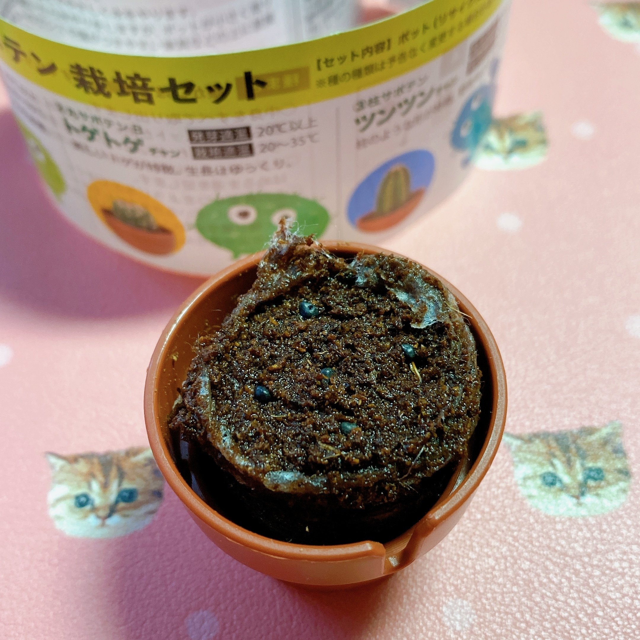 第一回｜サボテン栽培観察日記｜2025（1）｜阪 美黎