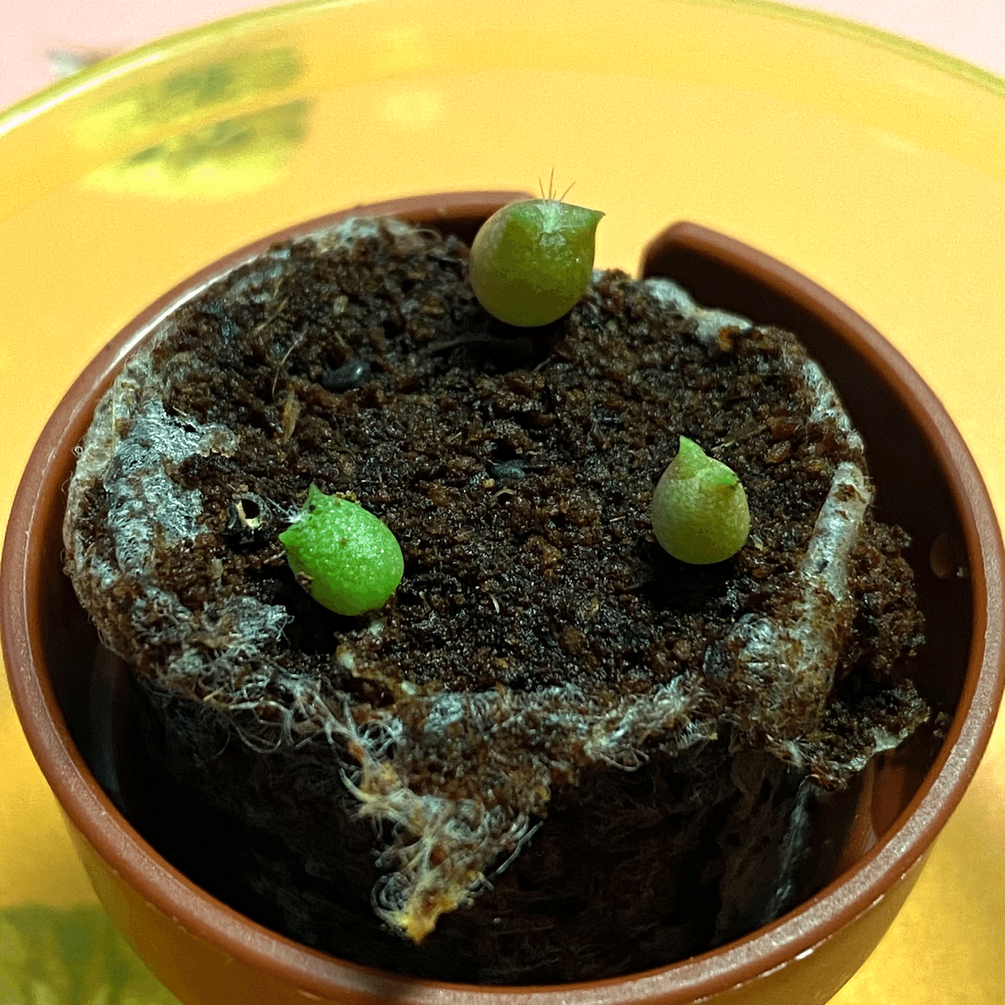 第一回｜サボテン栽培観察日記｜2025（1）｜阪 美黎