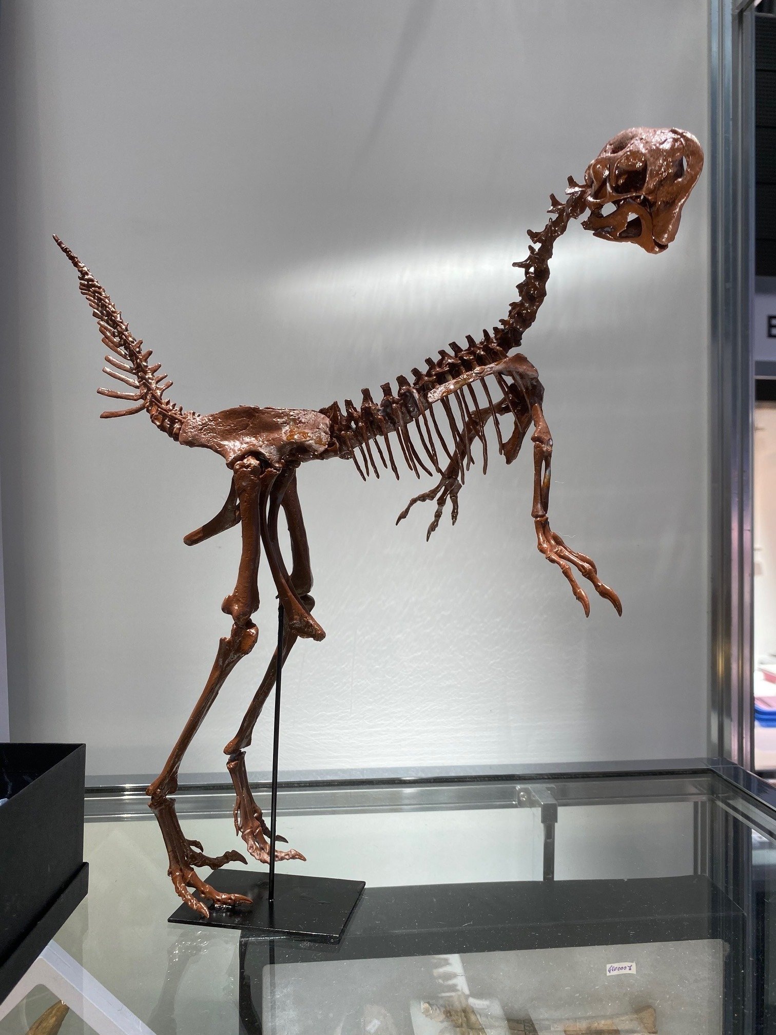 2025 新宿ミネラルフェア｜theropodさん