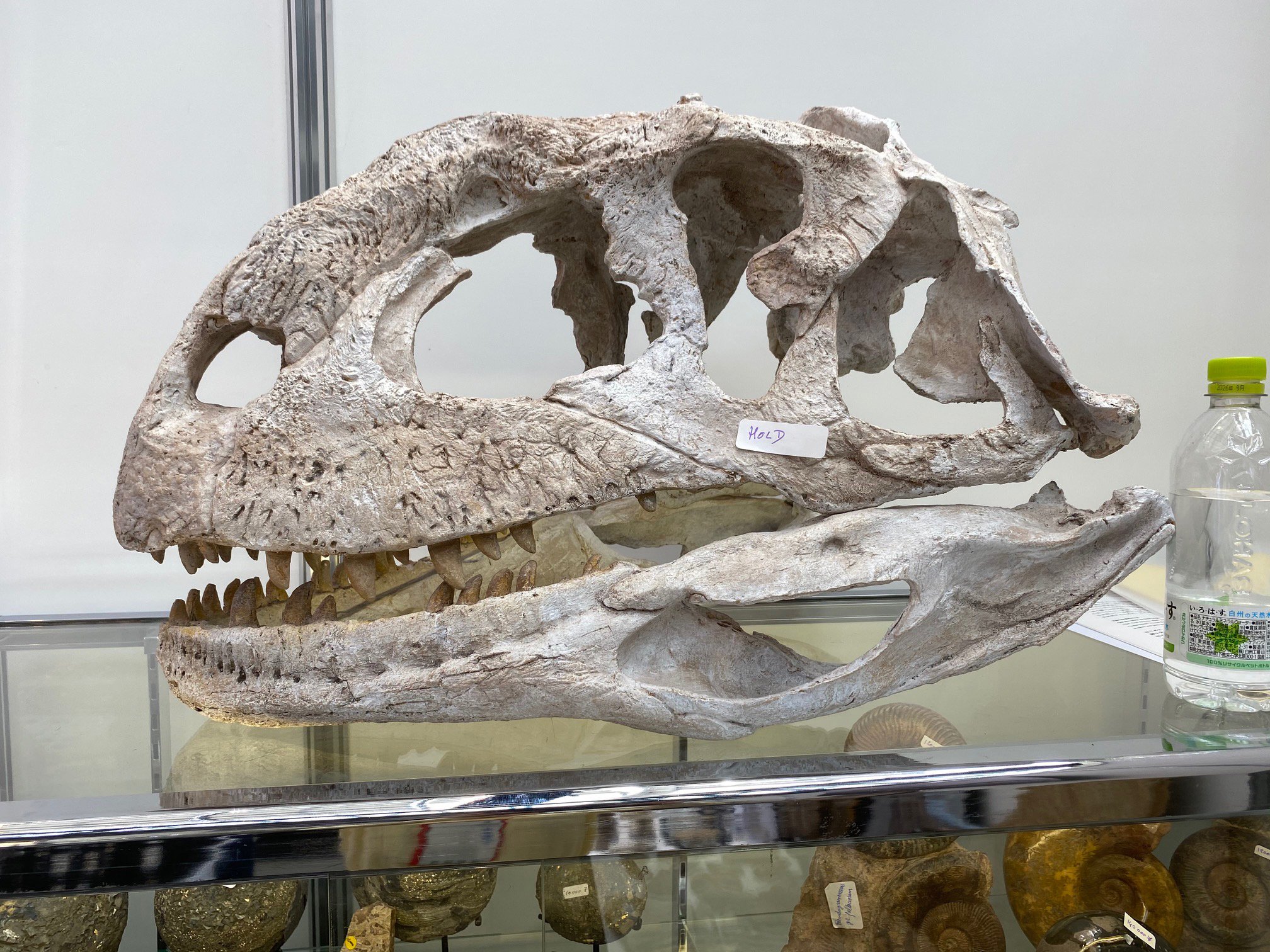 モロッコ産 ガリアネミスの肢骨化石 モロッコ産 ガリアネミスの肢骨化石 モロッコ産 ガリアネミスの肢骨