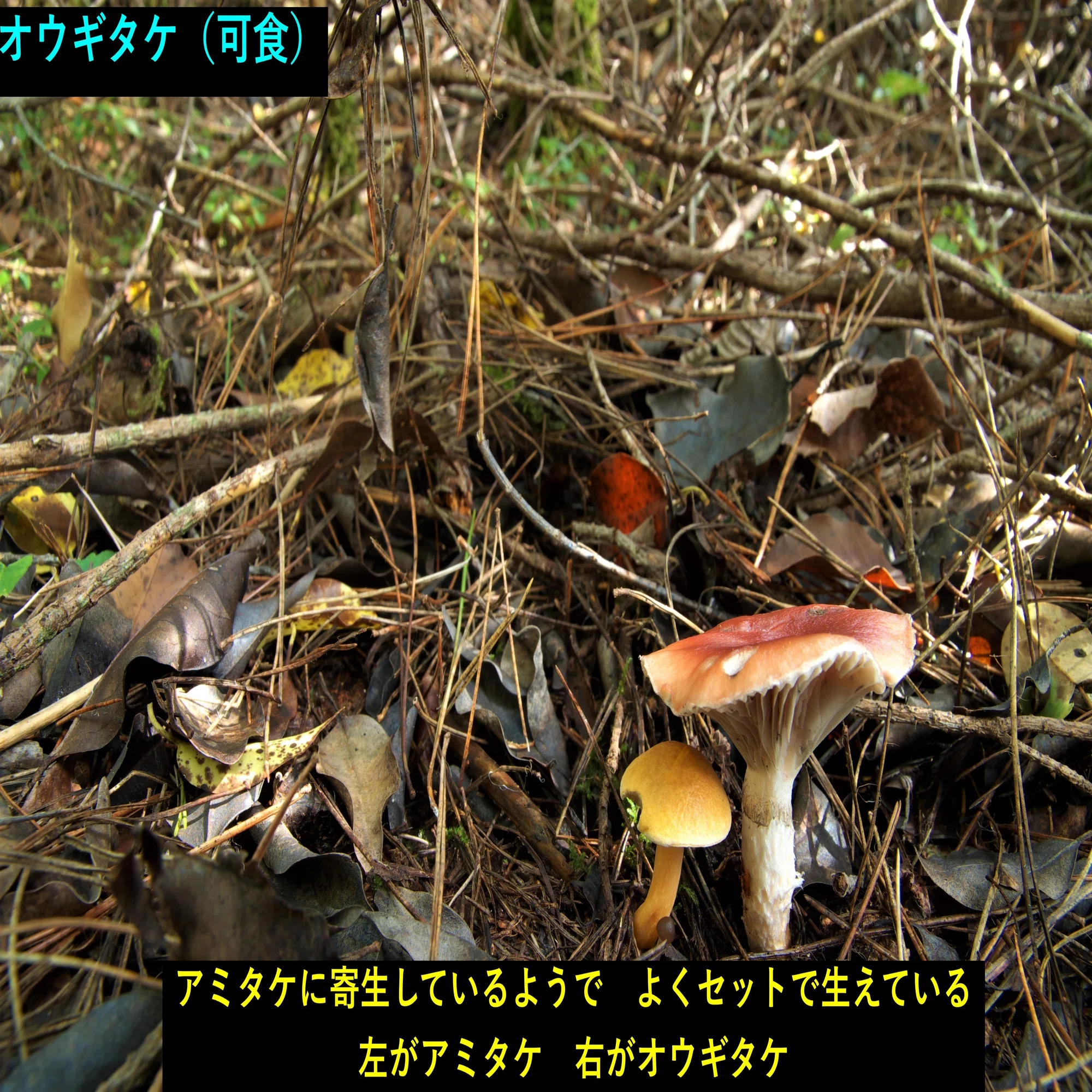 キノコ狩りデビューに最適1 アミタケ｜ゆたし
